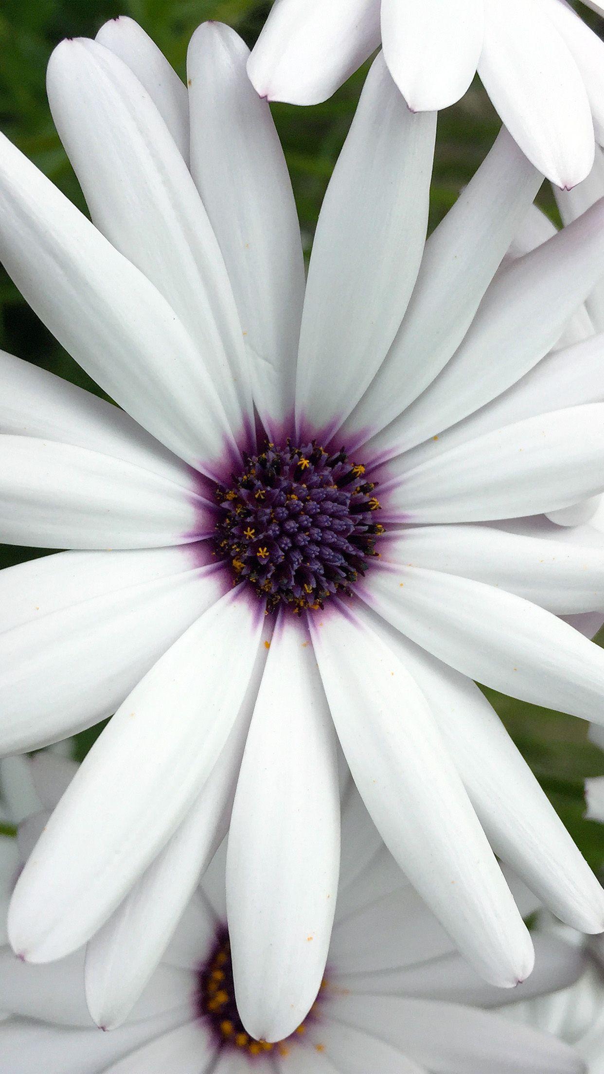 1242x2208 White Flower iPhone Wallpaper