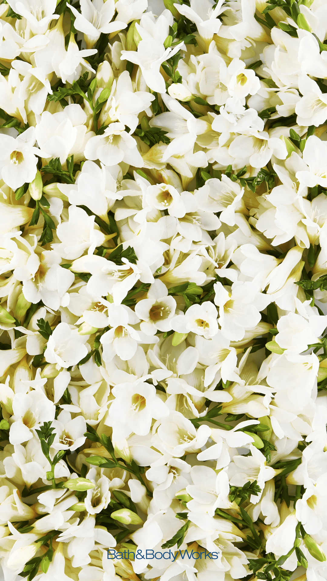 1080x1920 Jasmine iPhone Wallpaper. Nature iphone wallpaper, Wallpaper, iPhone wallpaper
