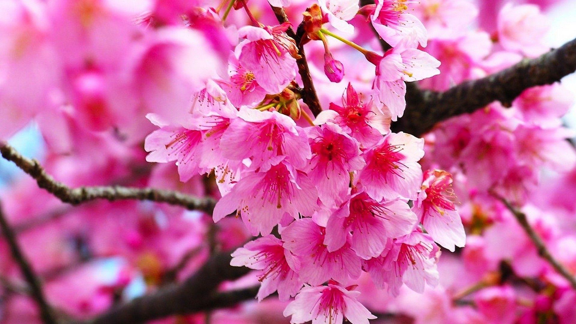 Hình nền hoa anh đào hồng 1920x1080 HD.  Bunga sakura, Hình nền bunga