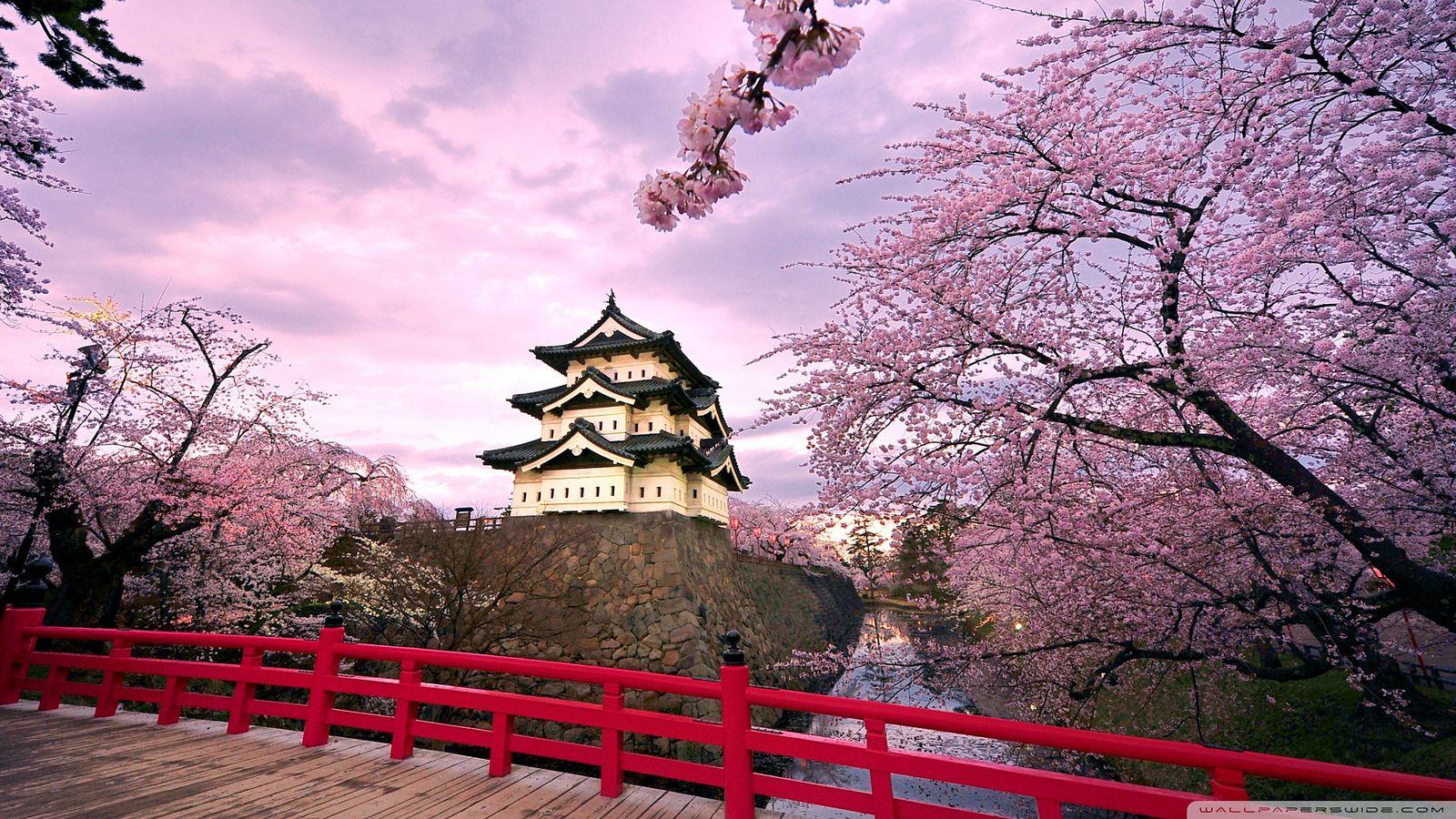 1600x900 Tohoku Cherry Blossom Bucketlist