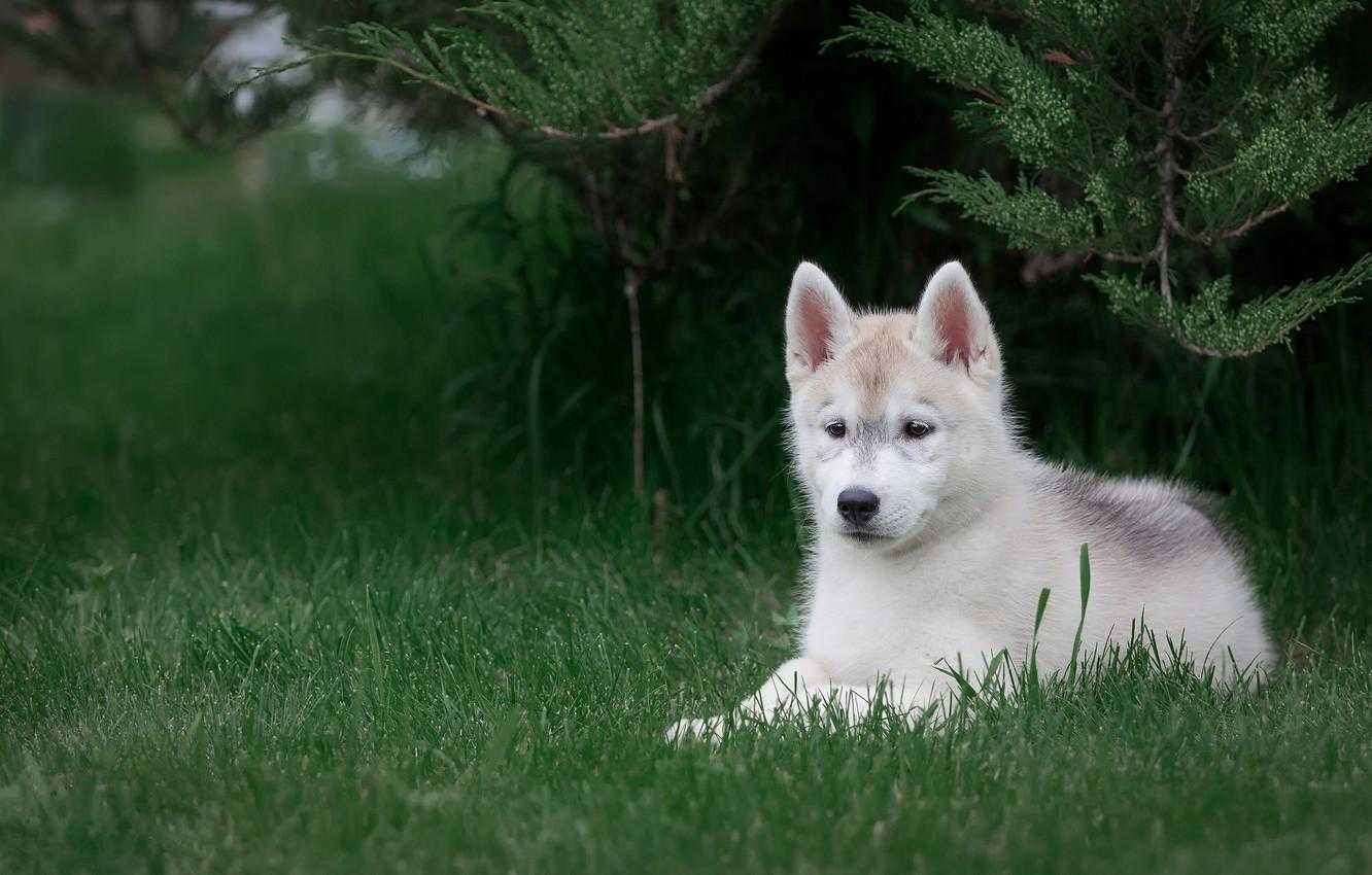 1332x850 Wallpaper white, grass, look, branches, nature, pose, green, Park, background, dog, baby, cute, puppy, lies, face, needles image for desktop, section собаки