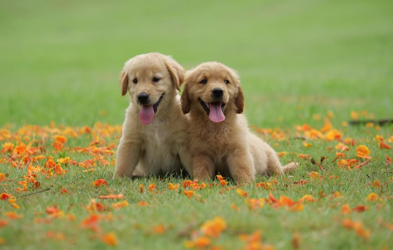 1332x850 Wallpaper grass, flowers, Park, cute, puppy, golden, happy, lawn, puppy, dog, park, Retriever, cute, retriever image for desktop, section собаки
