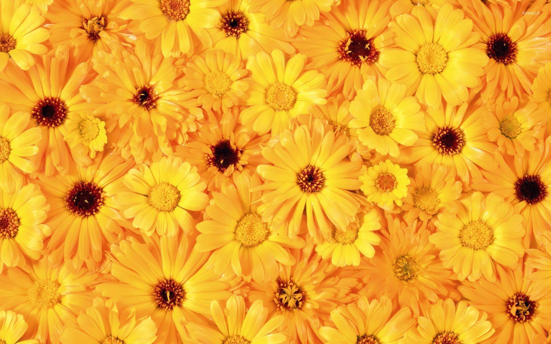 Yellow Daisies Wallpapers - Top Free Yellow Daisies Backgrounds