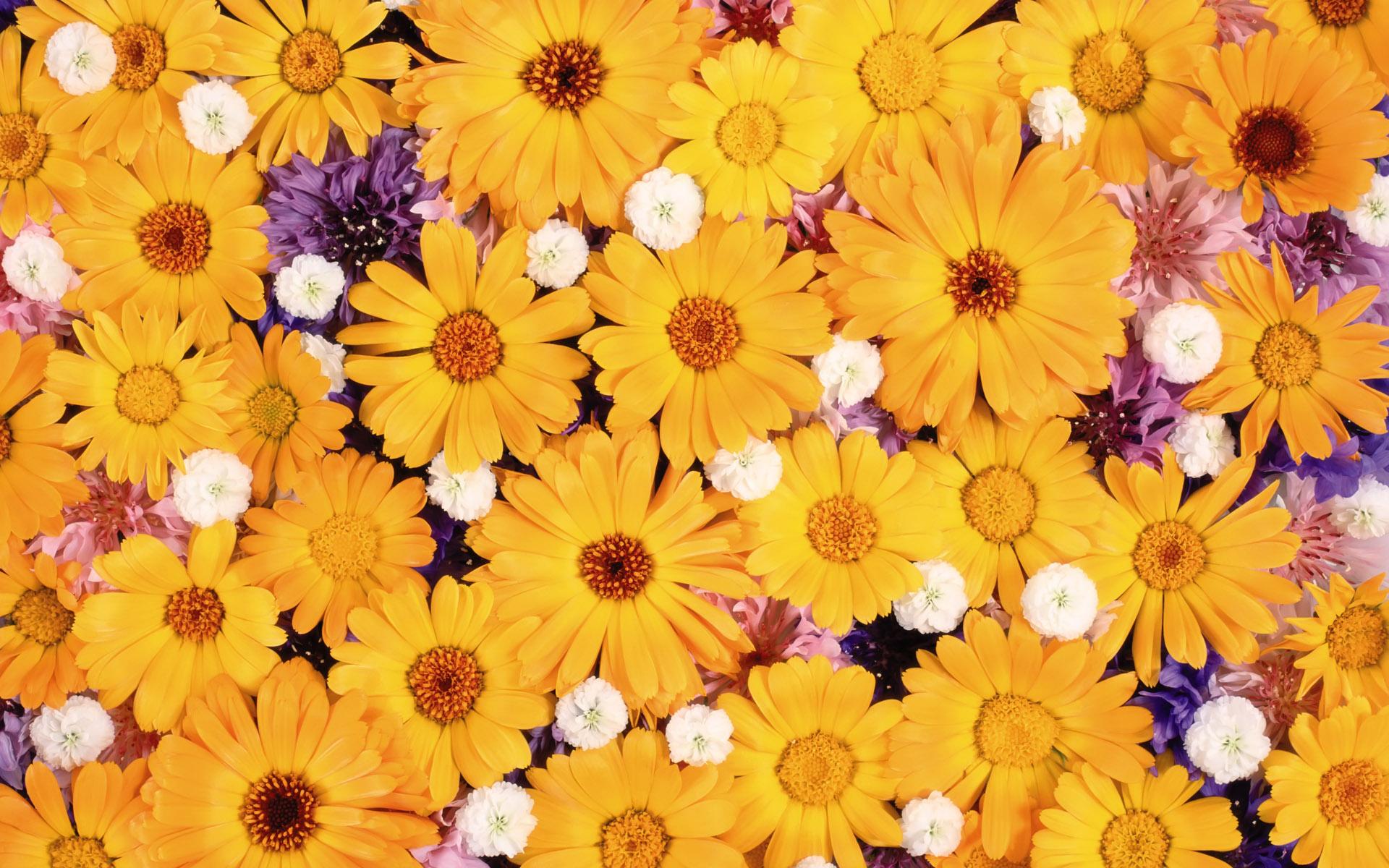 1920x1200 Yellow Daisies Wallpaper Wallpaper 15313