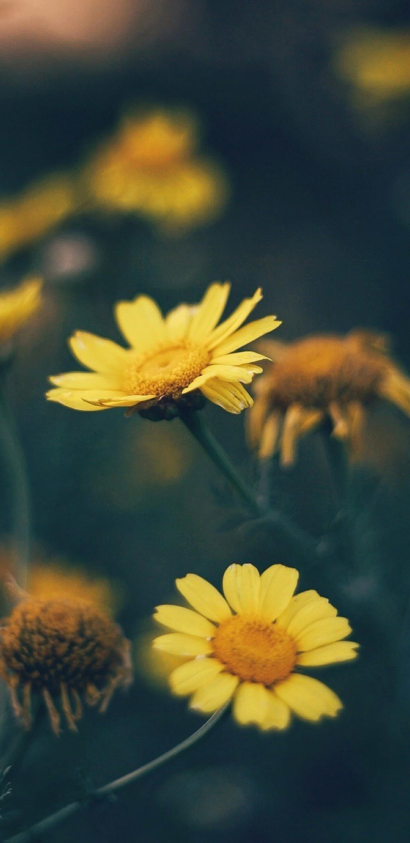 1440x2960 Yellow Daisy Flower Nature 4K Wallpaper