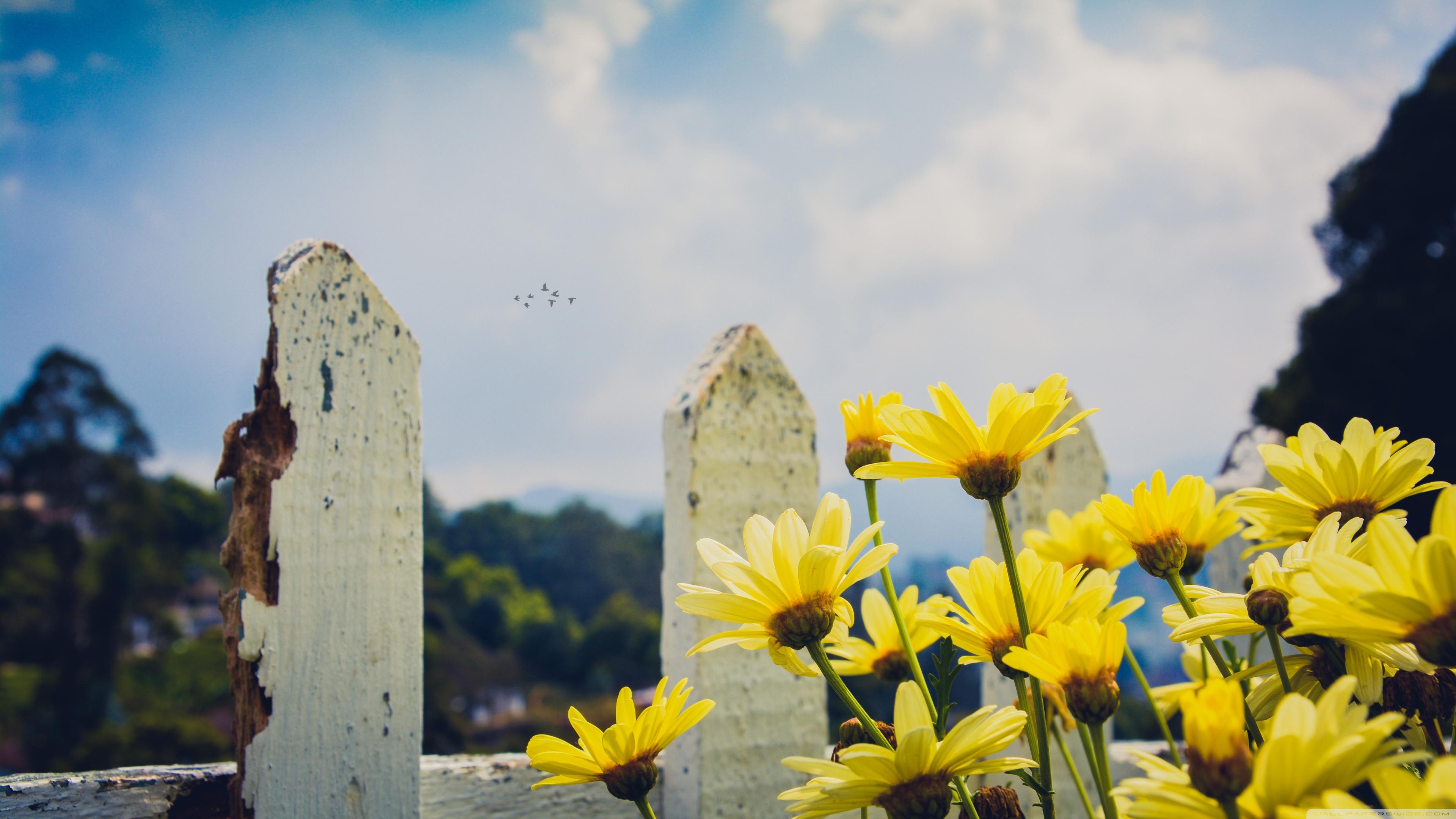 3840x2160 Yellow Daisies Flowers Fence Wallpaper