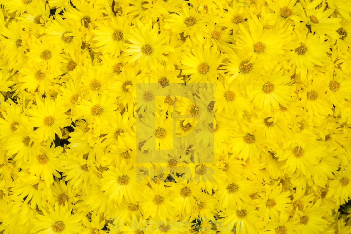 Yellow Daisies Wallpapers - Top Free Yellow Daisies Backgrounds