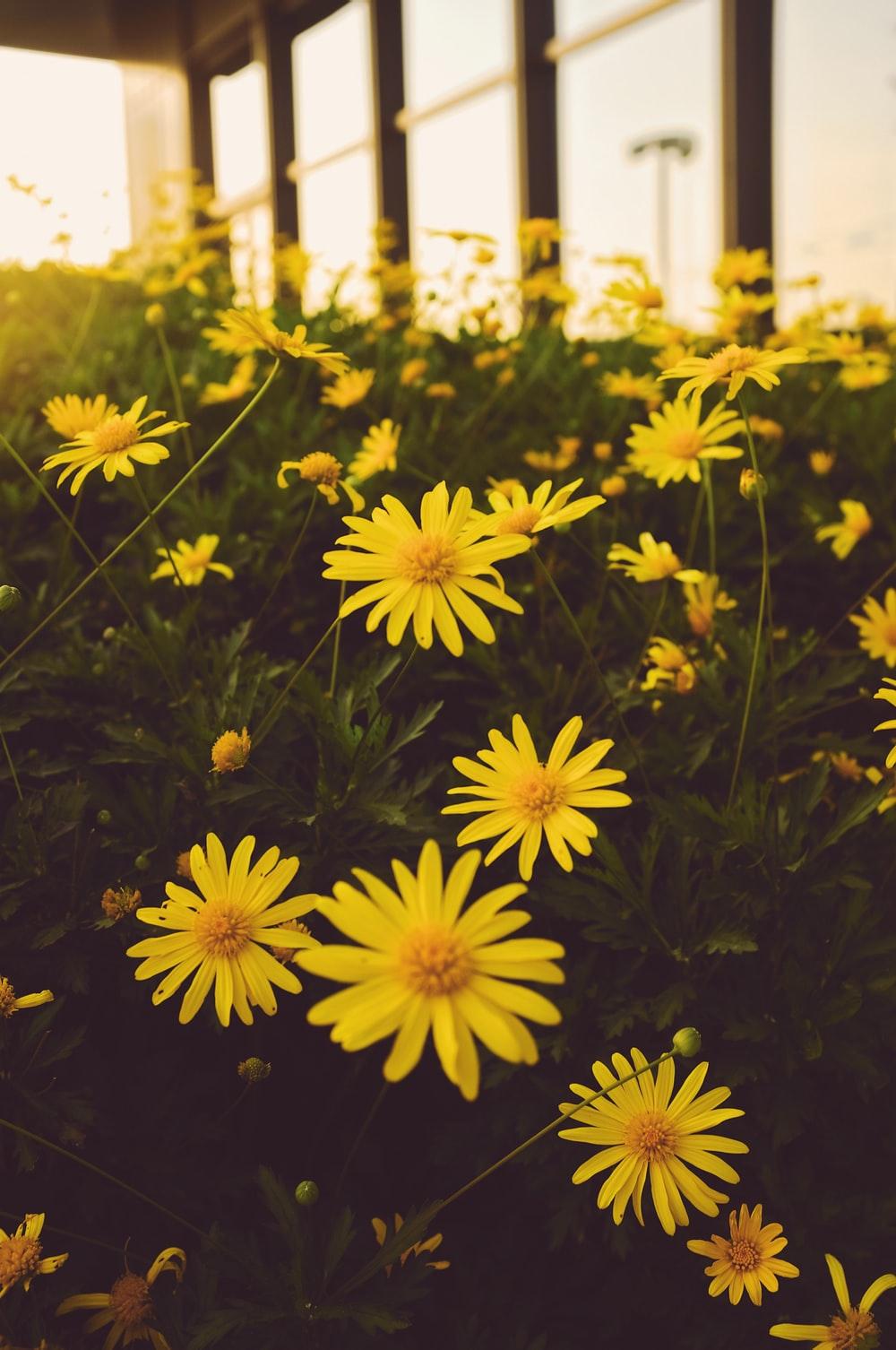 1000x1506 white and yellow daisy flowers photo