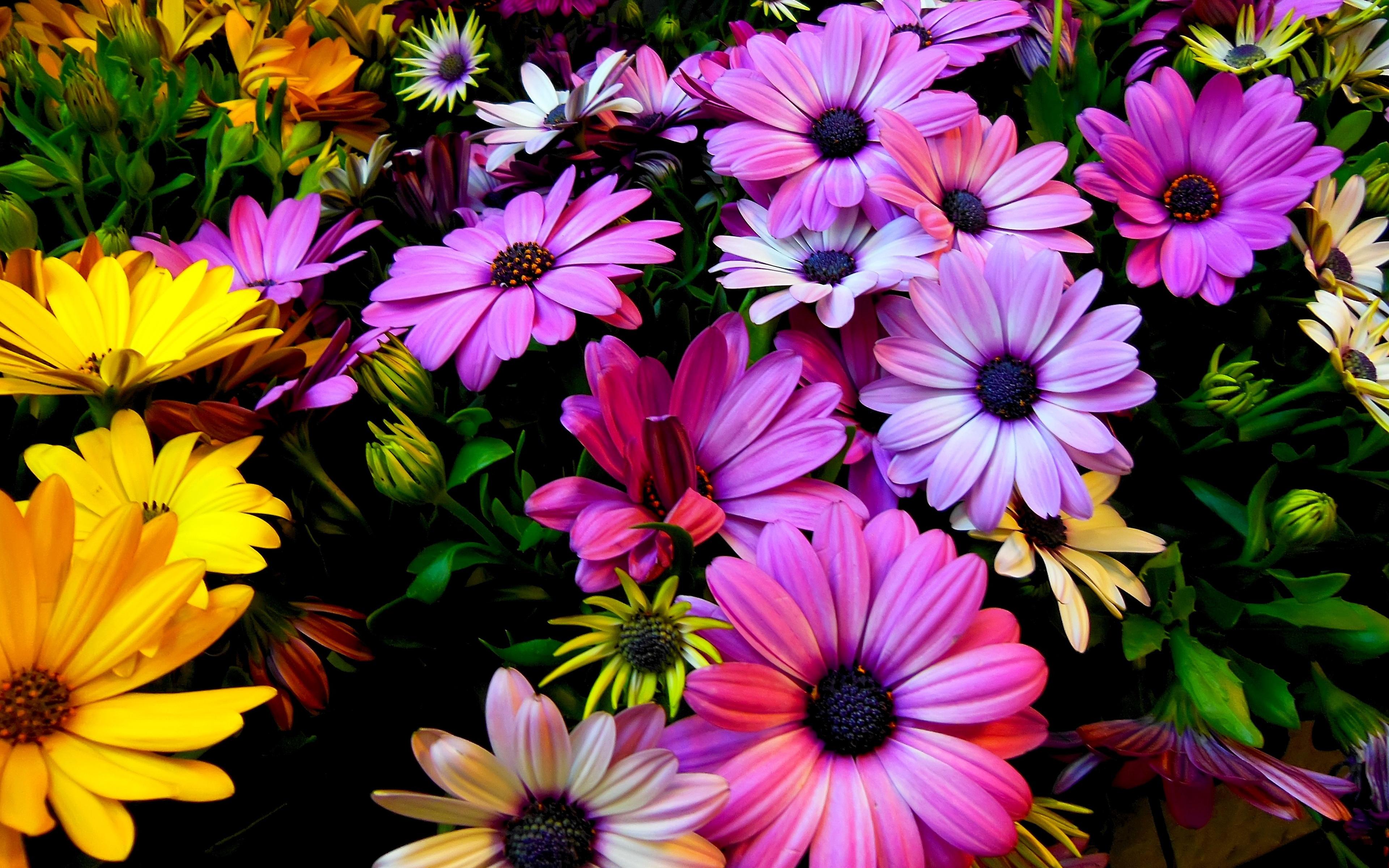 3840x2400 Purple Yellow Daisy Flowers Wallpaper in jpg format for free download