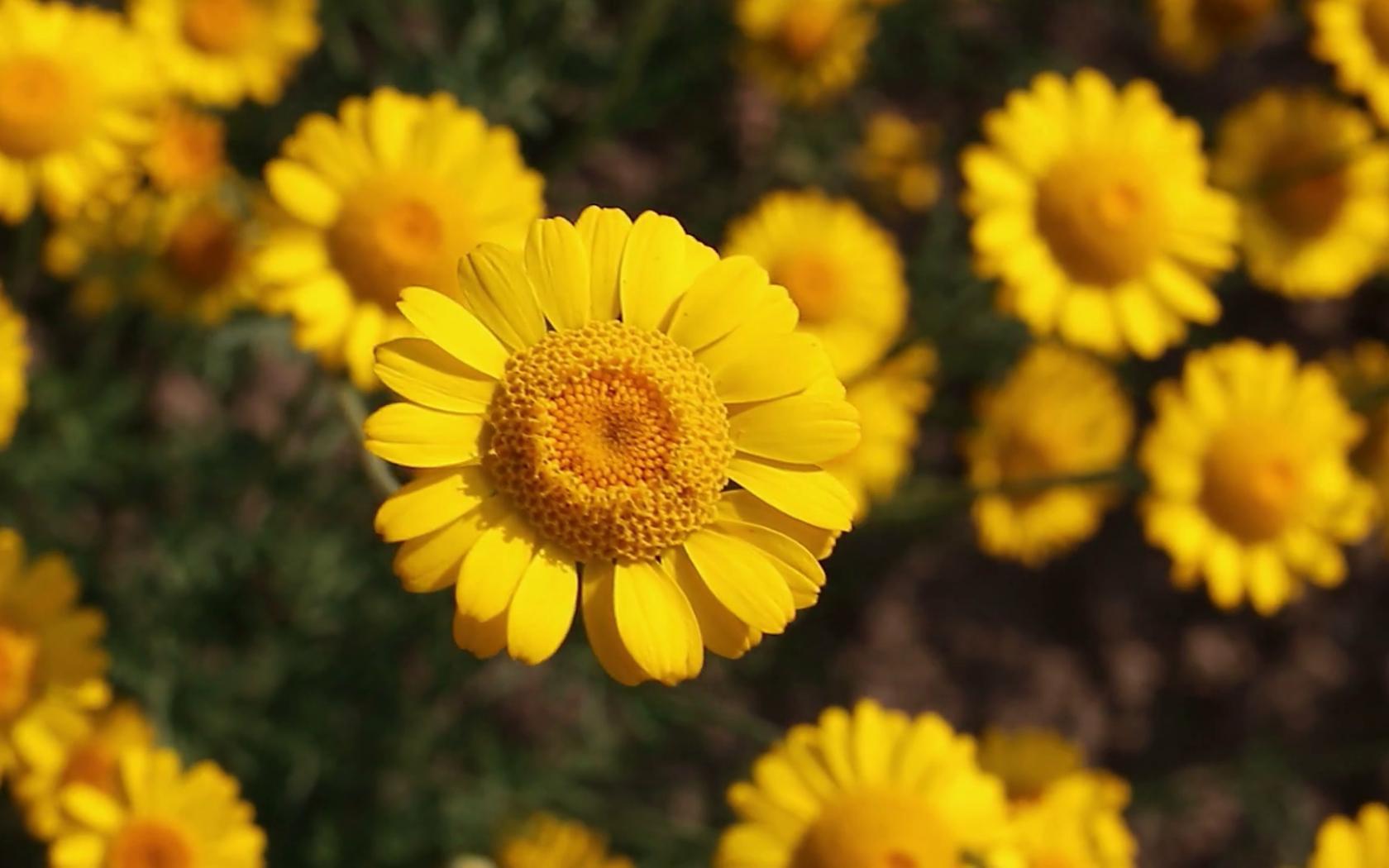 Yellow Daisies Wallpapers - Top Free Yellow Daisies Backgrounds