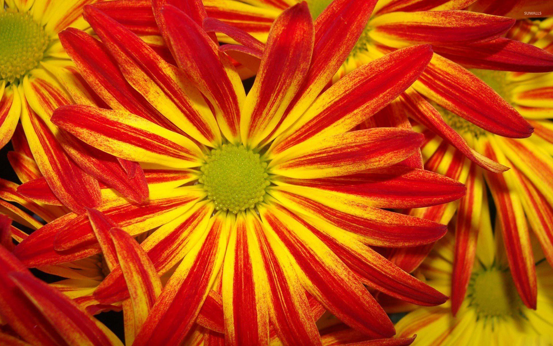 1920x1200 Red and Yellow Daisy wallpaper wallpaper