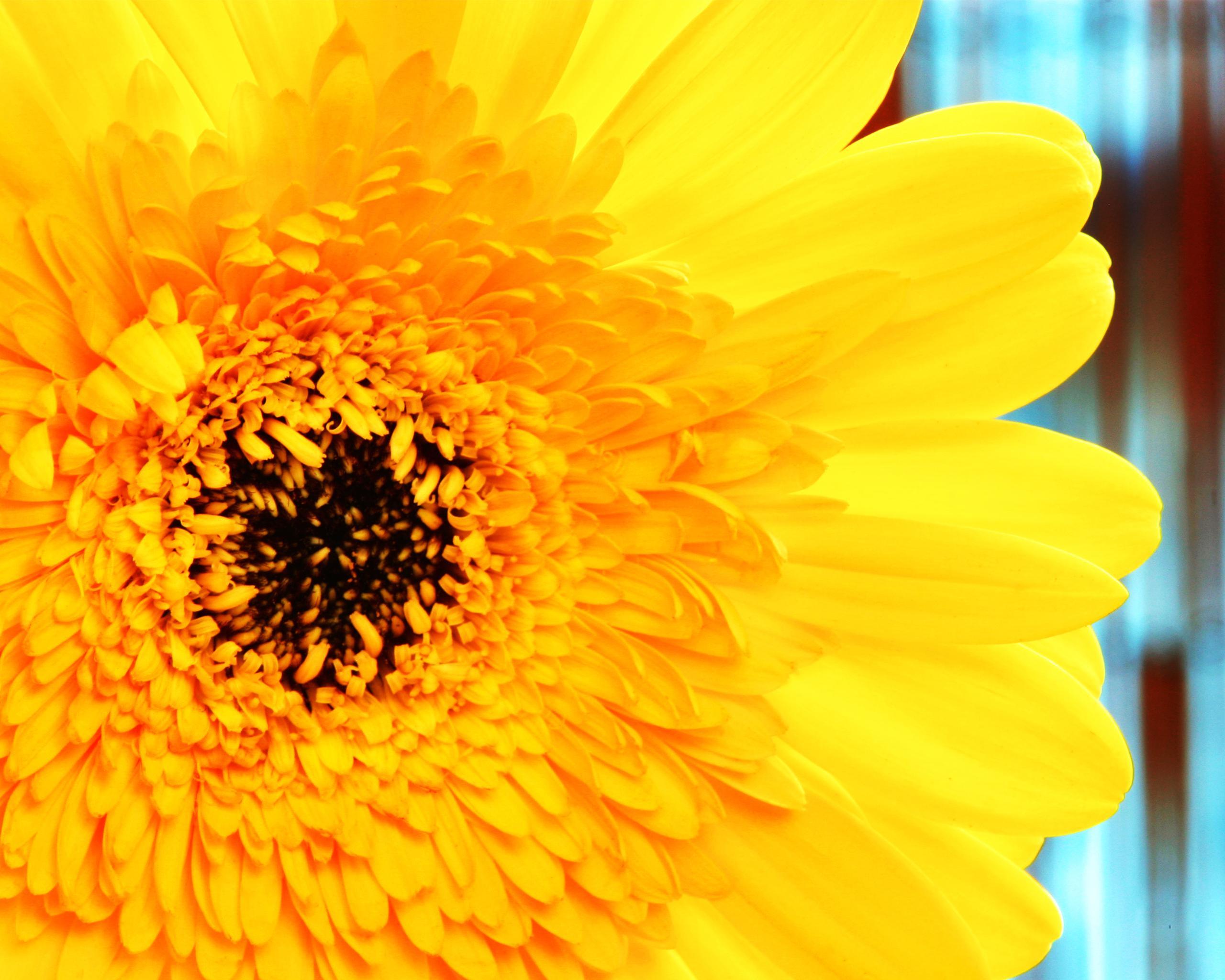 2560x2048 Gerbera Daisy Wallpaper
