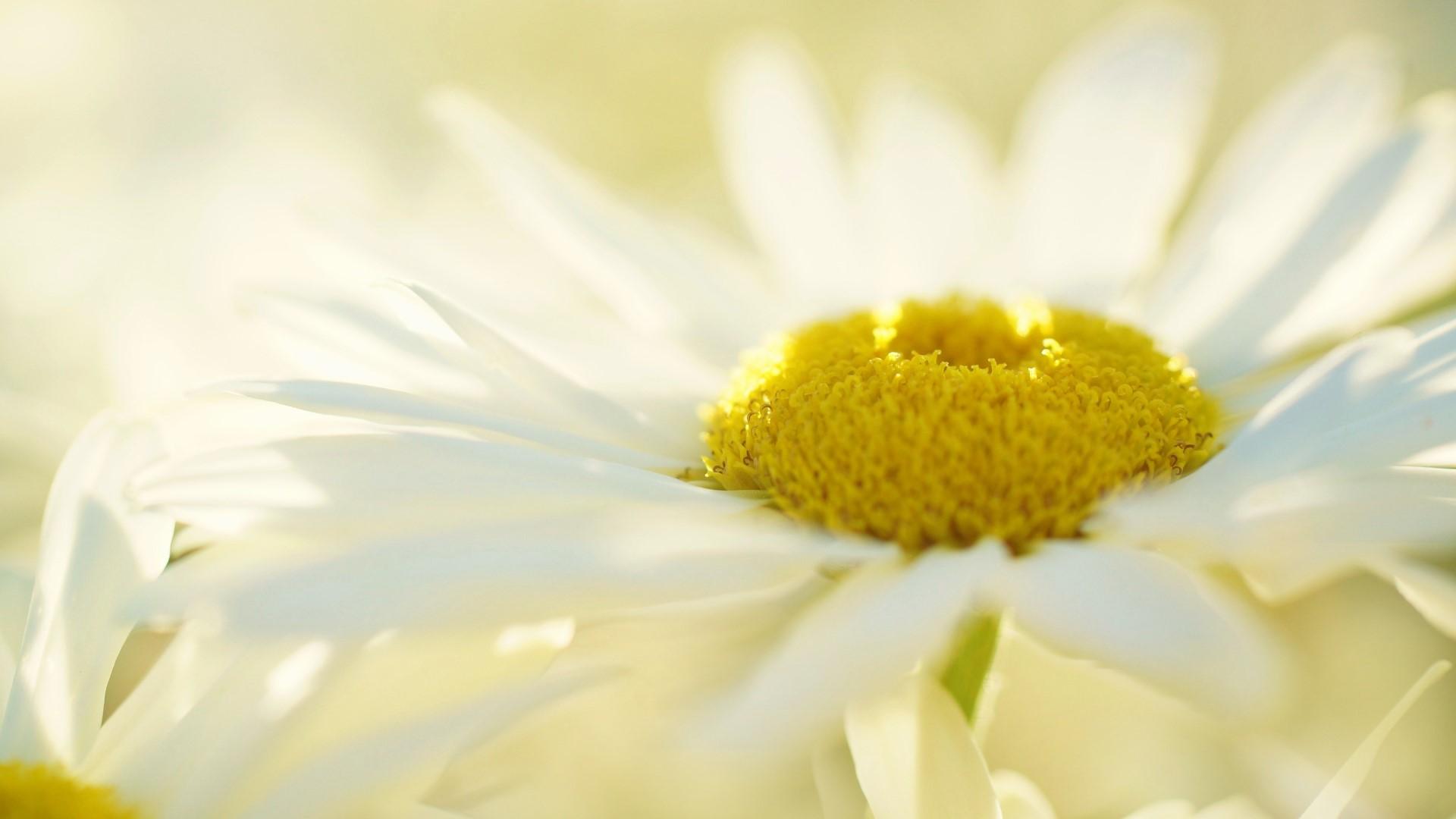 1920x1080 Full HD White Yellow Daisy Flower. Mocah HD Wallpaper