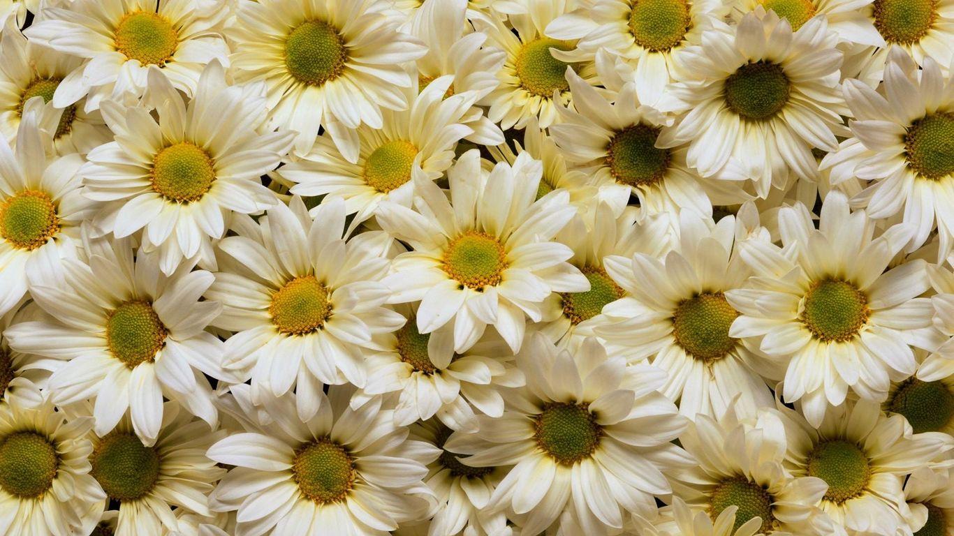 Yellow Daisies Wallpapers - Top Free Yellow Daisies Backgrounds