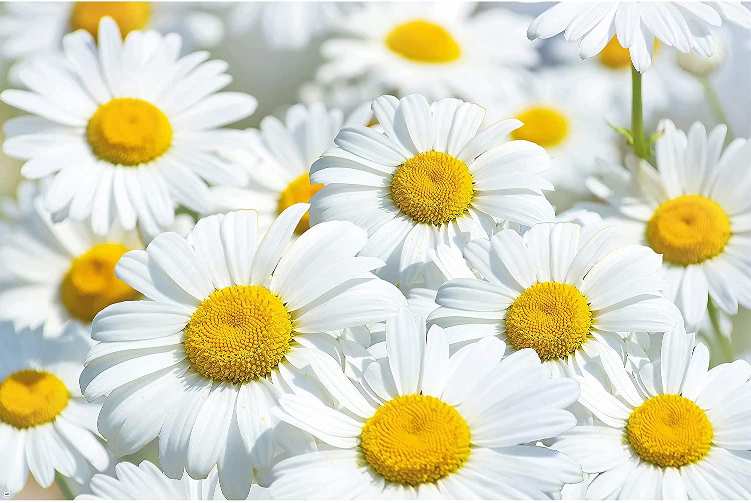 Yellow Daisies Wallpapers - Top Free Yellow Daisies Backgrounds