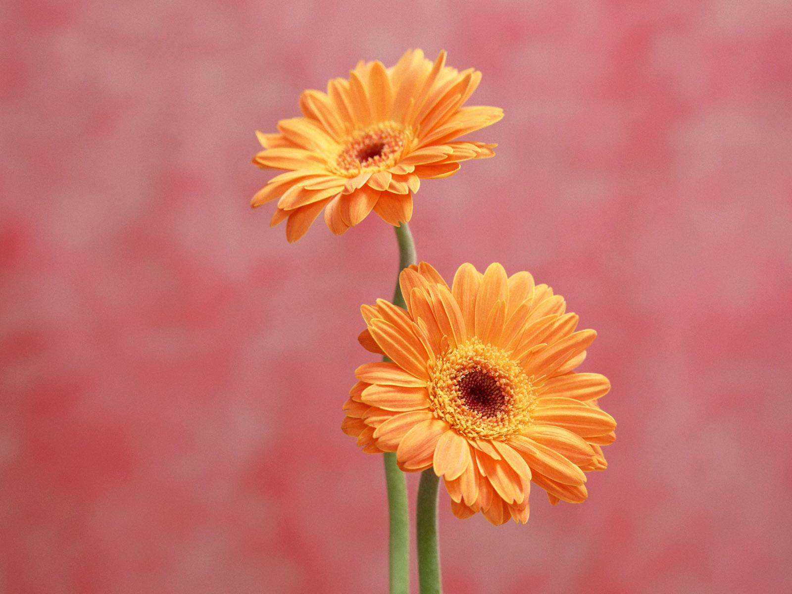 1600x1200 Gerbera Daisies wallpaperx1200