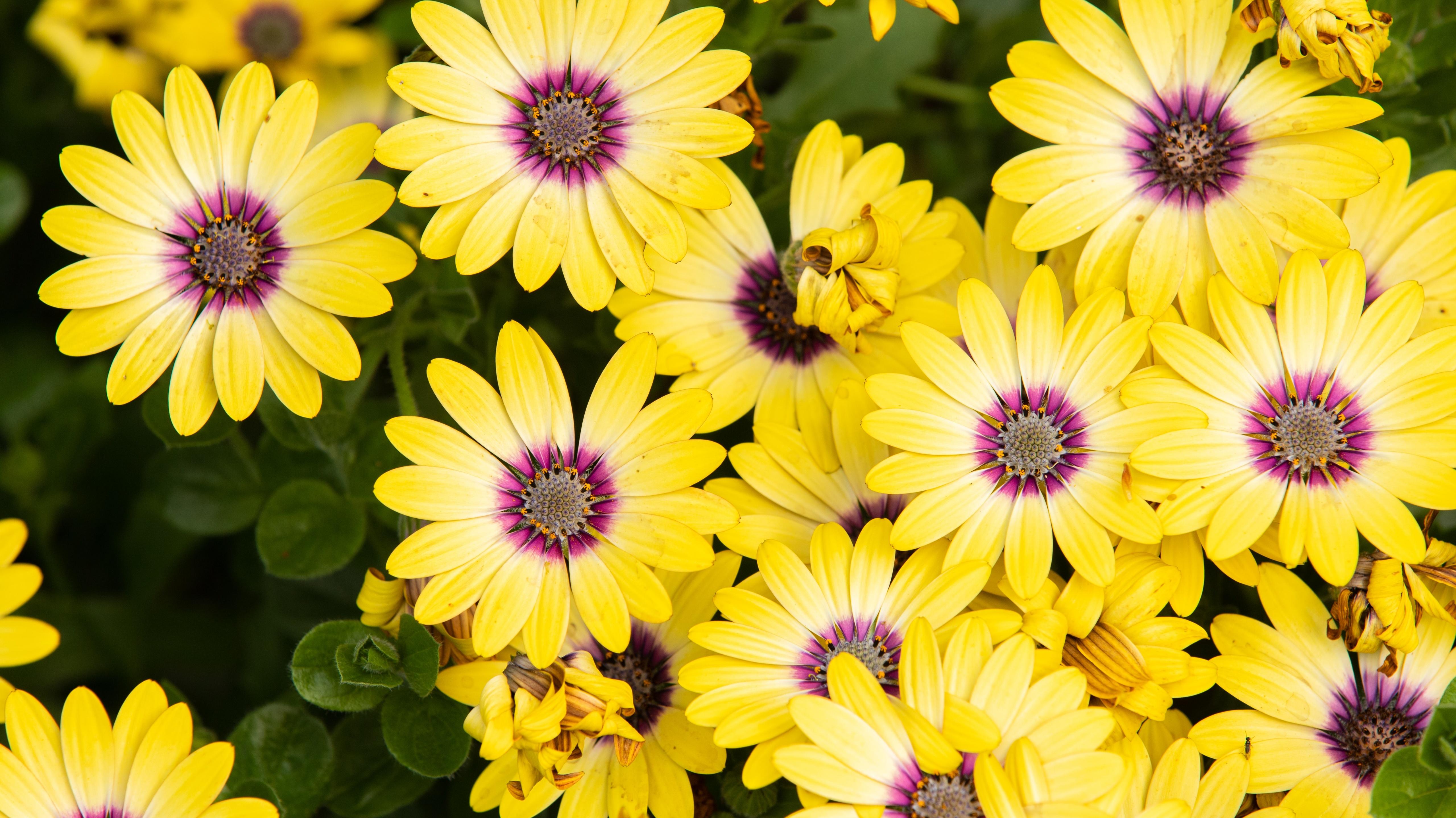 5120x2880 Daisies Wallpaper 4K, Yellow Flowers, Floral Background, Blossom, Flowers