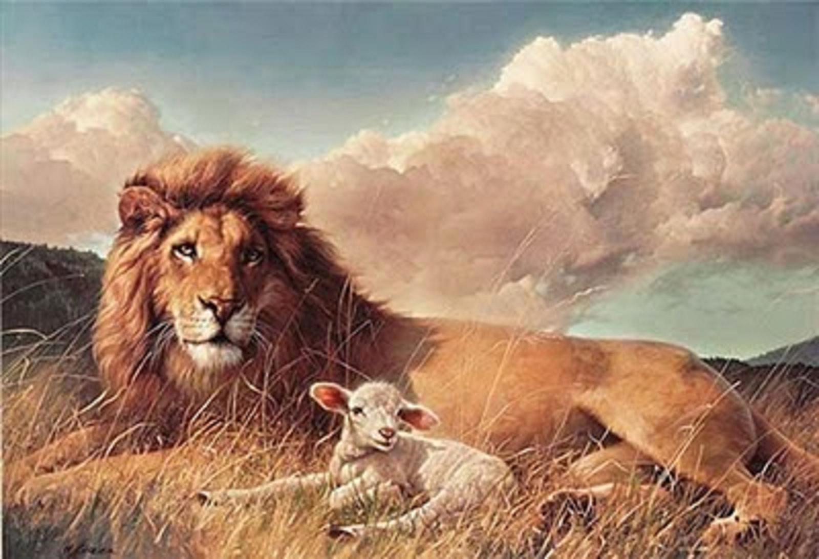 1600x1092 Free download Yeshua Jesus is Lord The Lion and The Lamb [1600x1092] for your Desktop, Mobile & Tablet. Explore Lion and Lamb Wallpaper. Lion and Lamb Wallpaper, Lamb Wallpaper