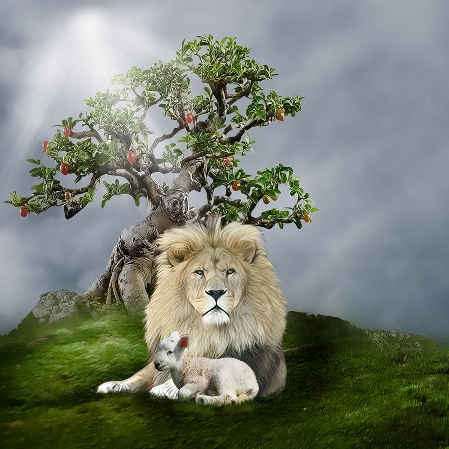 900x900 Lamb Wallpaper