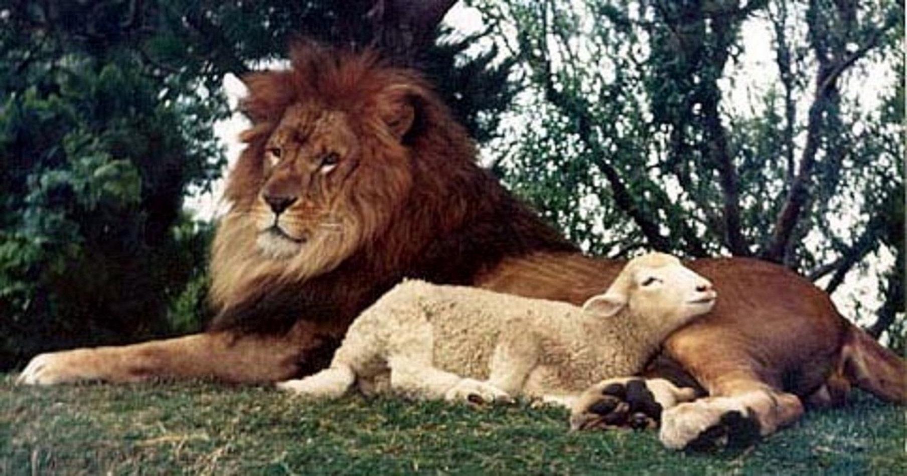 1808x949 Free download Lion And Lamb Image Wallpaper HD Wide [1808x949] for your Desktop, Mobile & Tablet. Explore Lion and Lamb Wallpaper. Lion and Lamb Wallpaper, Lamb Wallpaper, Lion Wallpaper