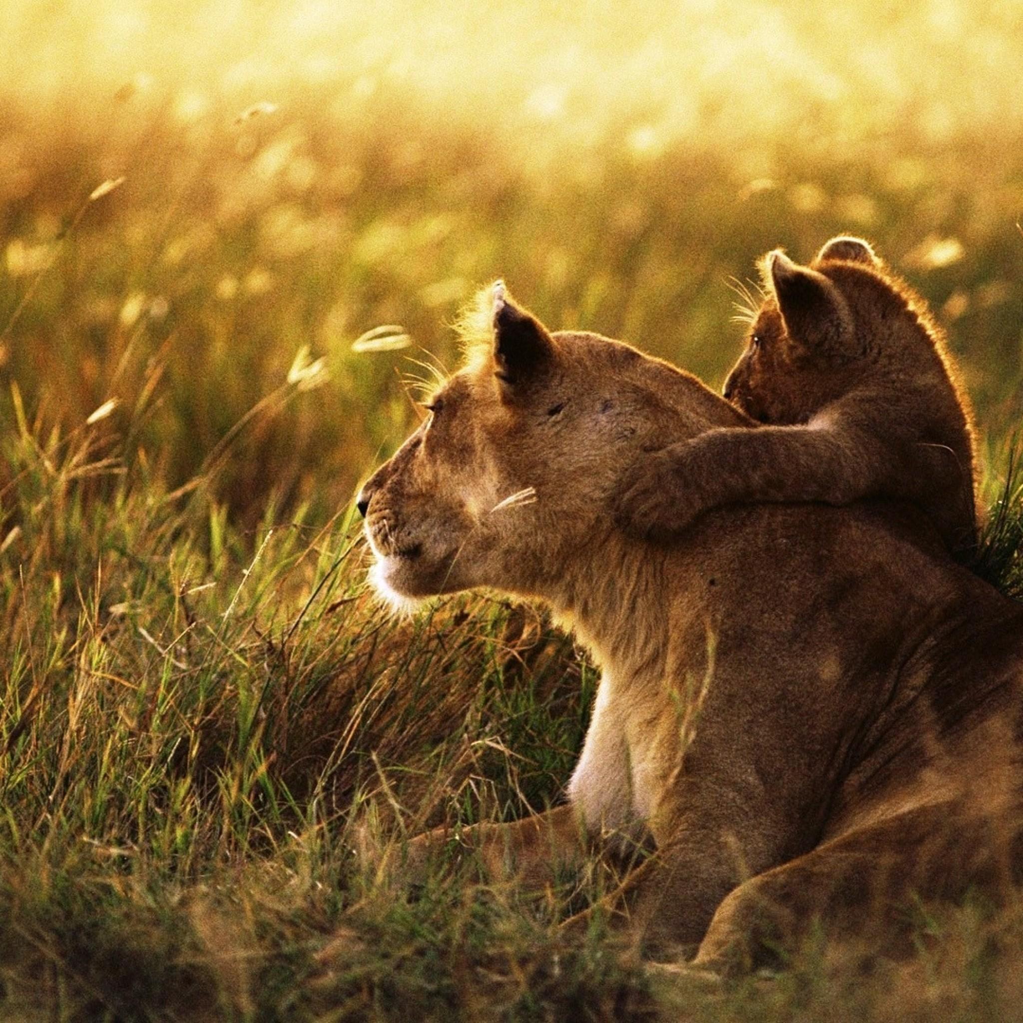2048x2048 Cute Lion Wallpaper