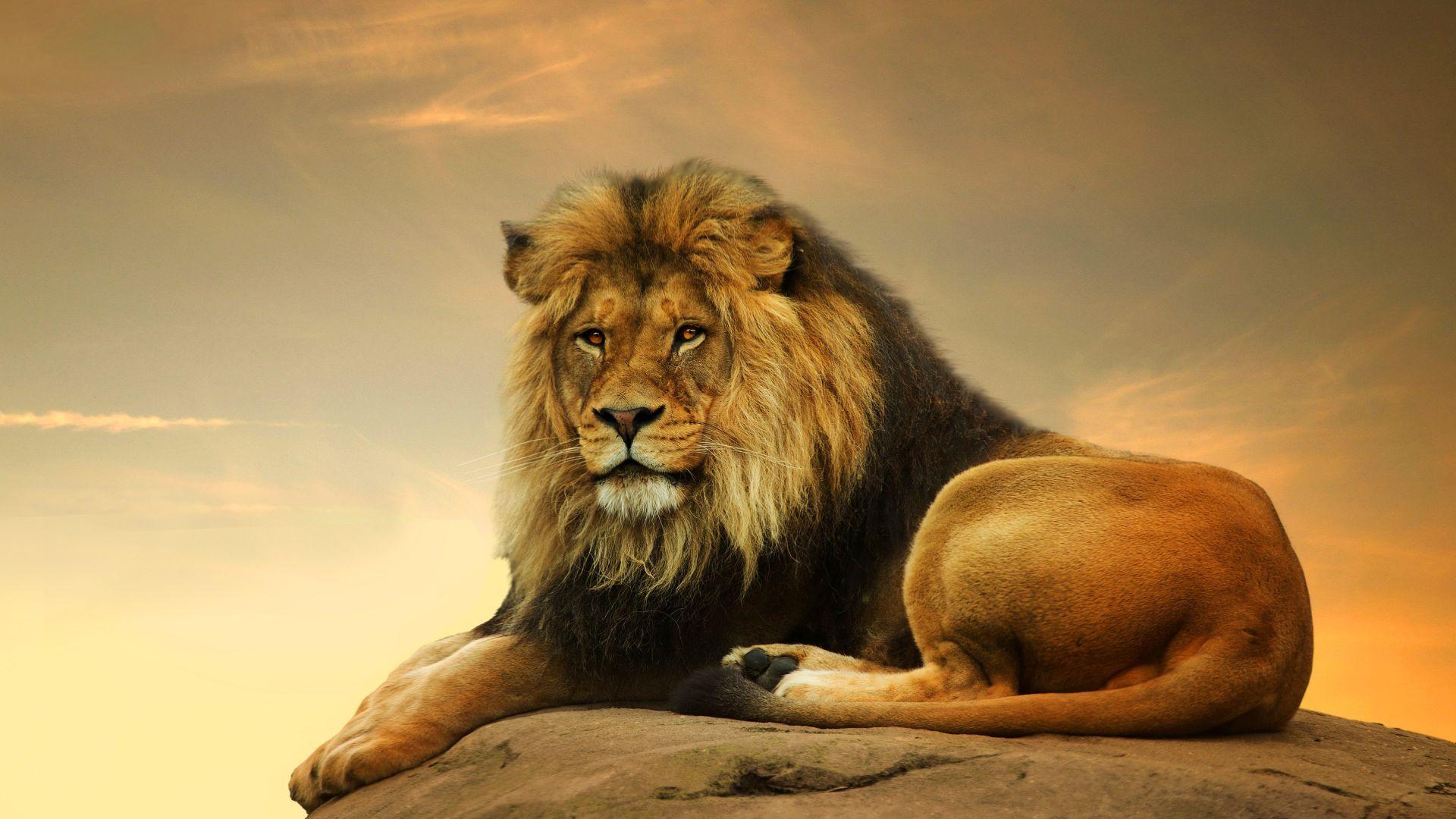 1920x1080 Cute Lion Wallpaper