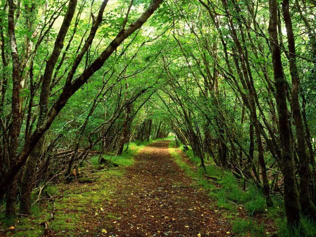 1024x768 Rossacroo Na Loo Wood, Near Kilgarvan, County Kerry, Ireland