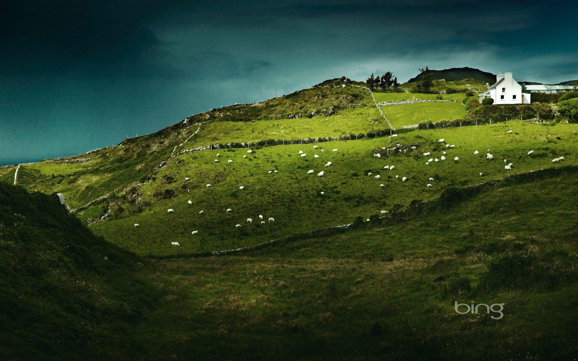 1920x1200 Animal Sheep Ireland Landscape House Wallpaper. europe