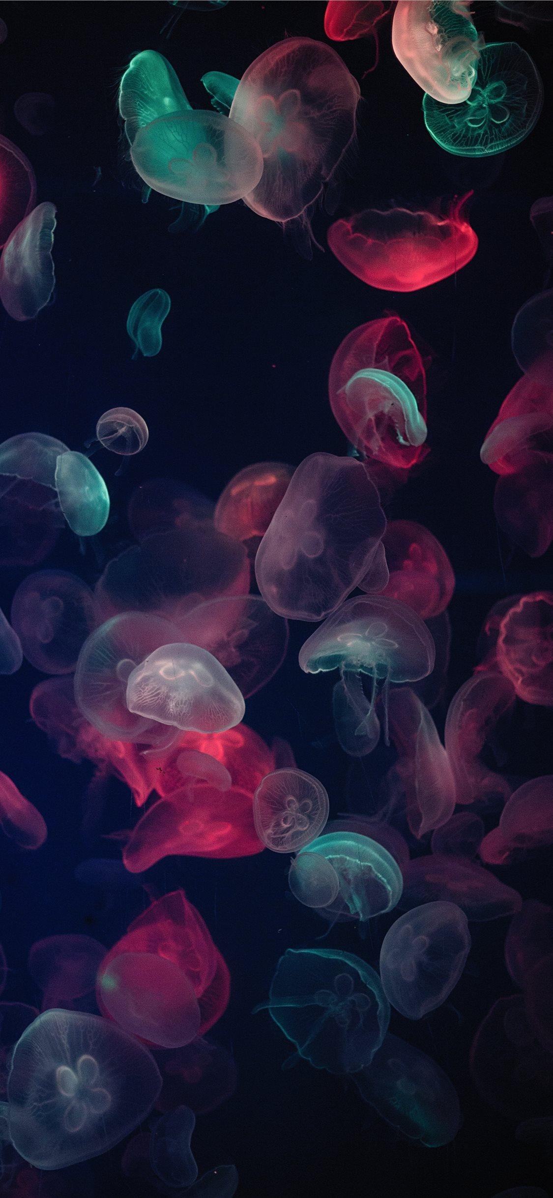1125x2436 assorted color jellyfish painting iPhone X Wallpaper Free Download