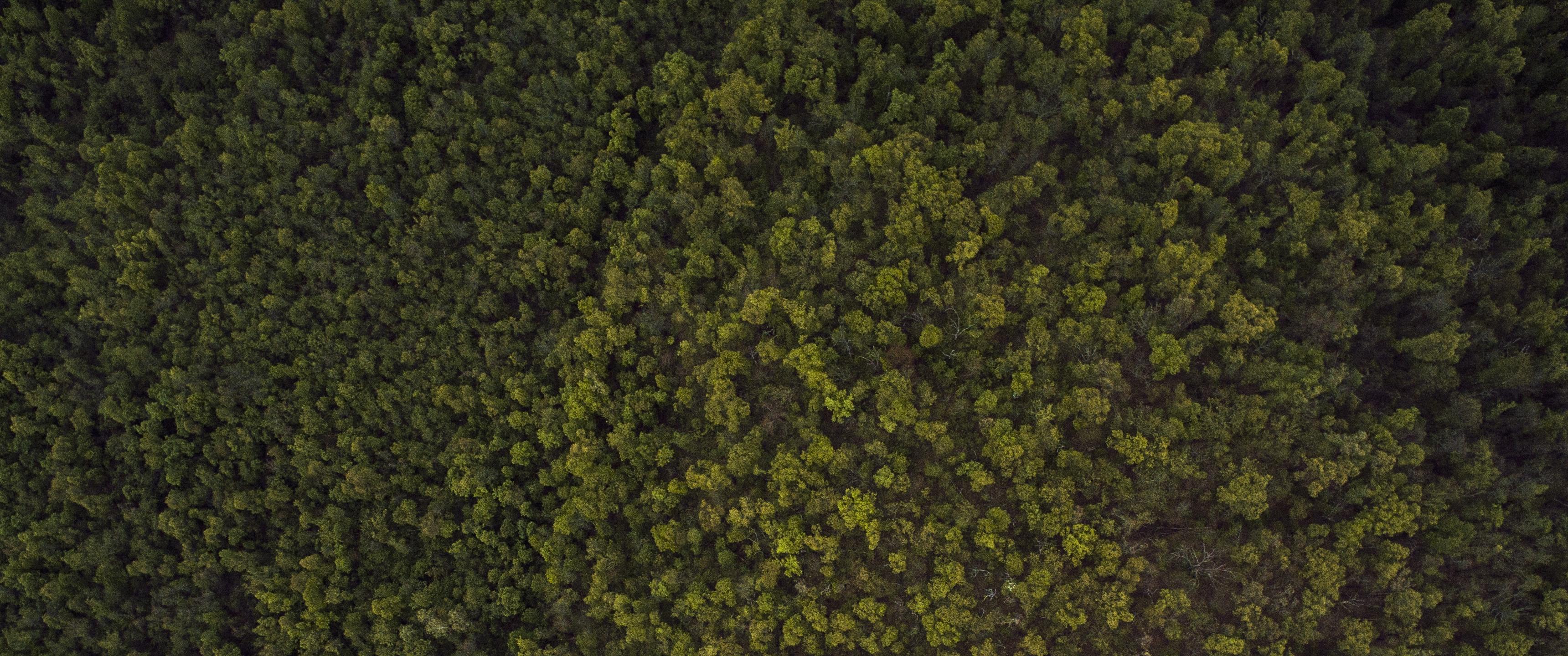 3440x1440 A Field of Green 21:9 Wallpaper. Ultrawide Monitor 21:9 Wallpaper