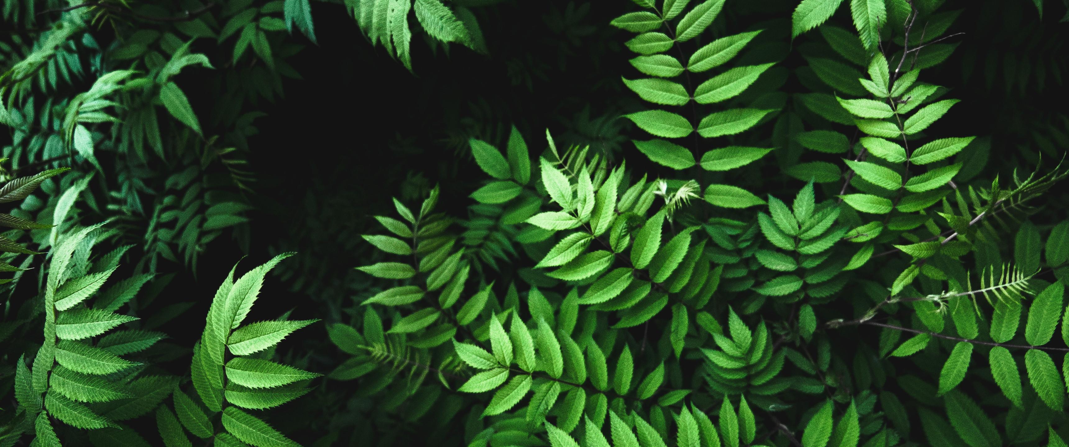 3440x1440 Beautiful Green Leaves and Light 3440x1440 Ultra WQHD