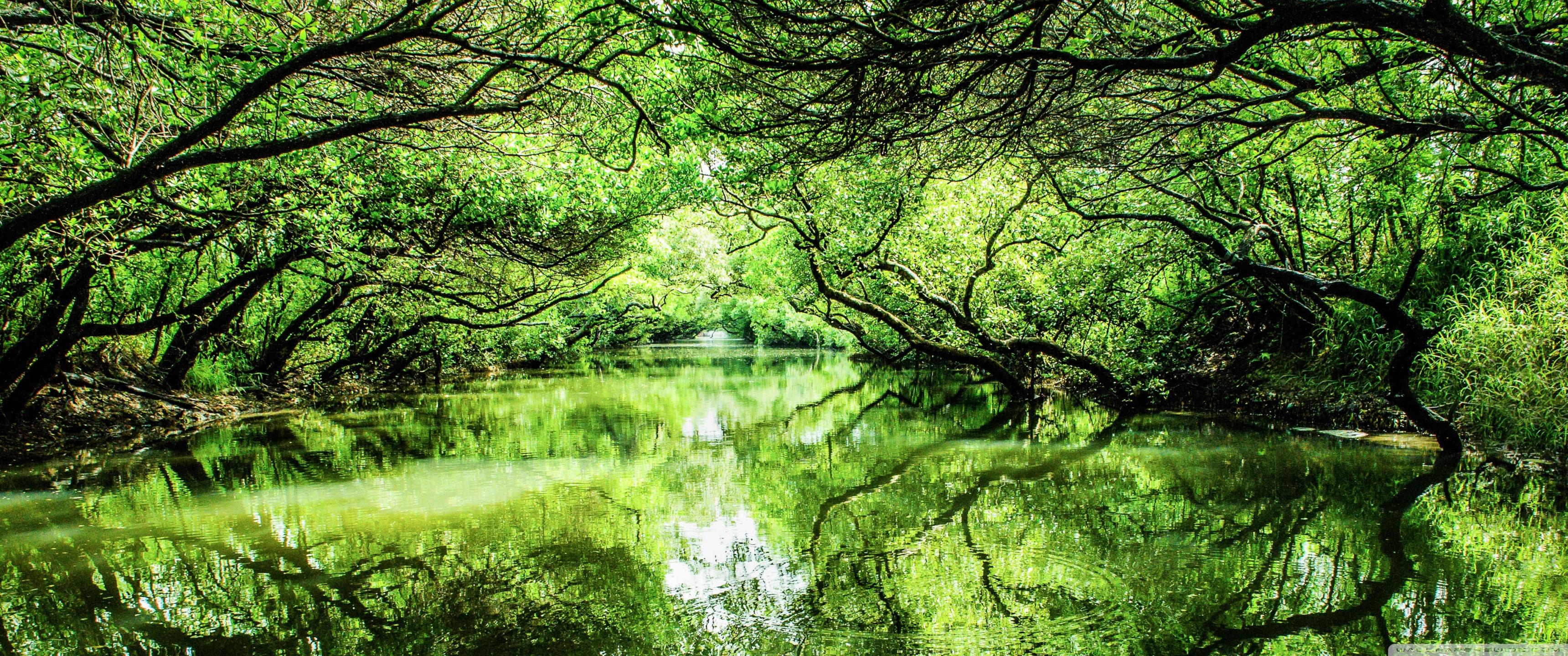 3440x1440 Sicao Green Tunnel Ultra HD Desktop Background Wallpaper for 4K UHD TV : Widescreen & UltraWide Desktop & Laptop : Multi Display, Dual & Triple Monitor : Tablet