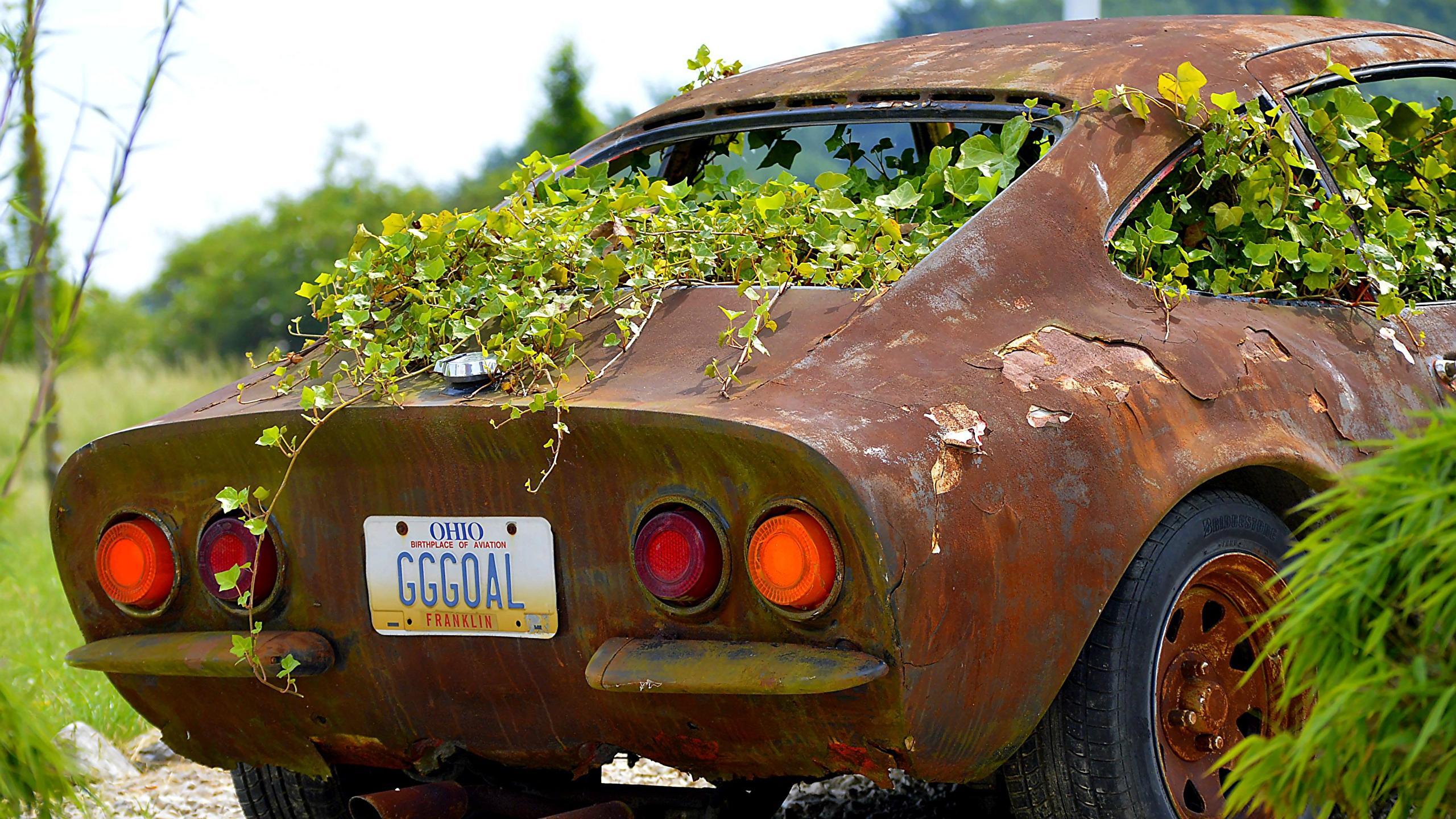 2560x1440 Flora, Ivy, Plant, Vine, Automobile resized