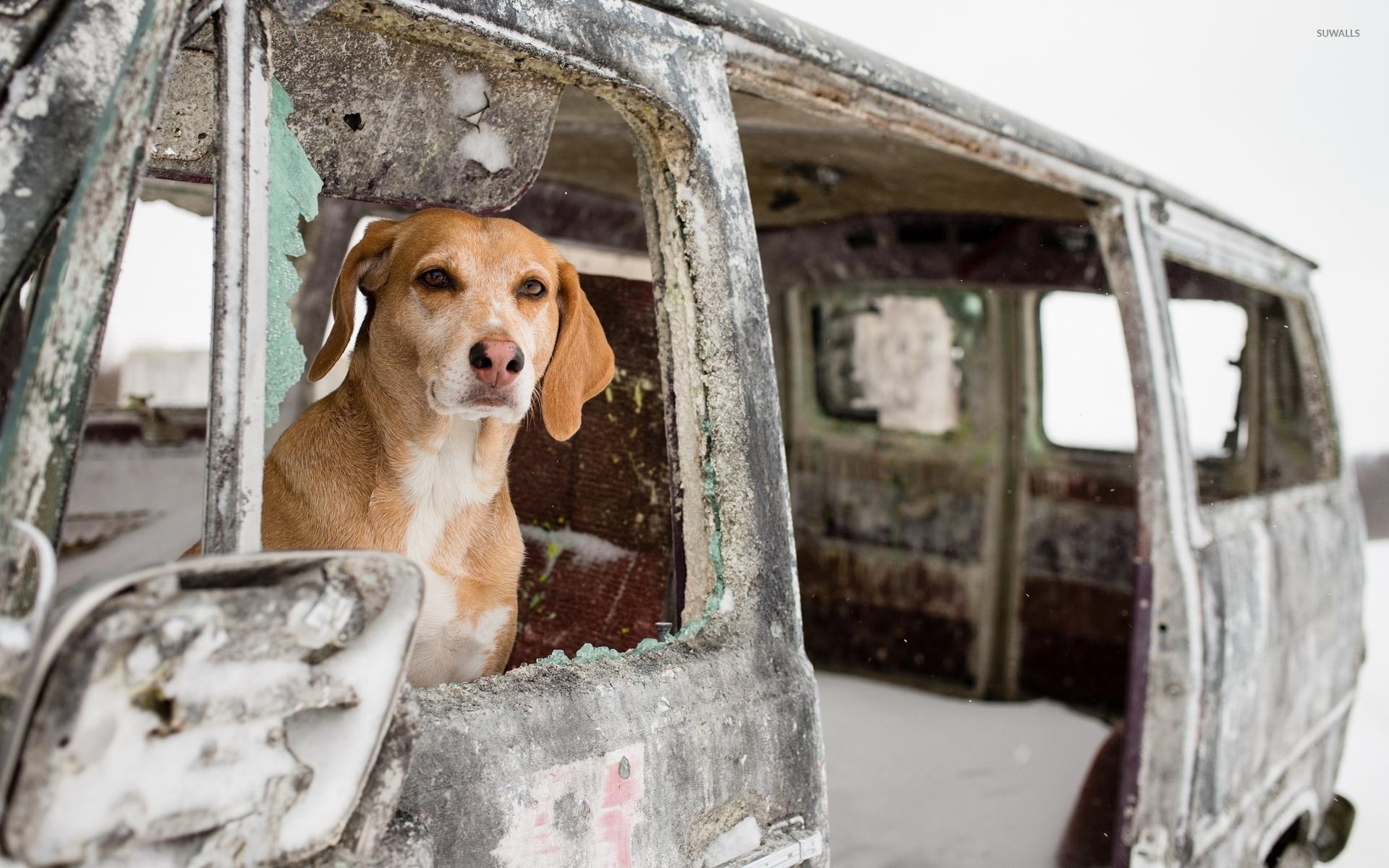 1920x1200 Dog in an abandoned car wallpaper wallpaper