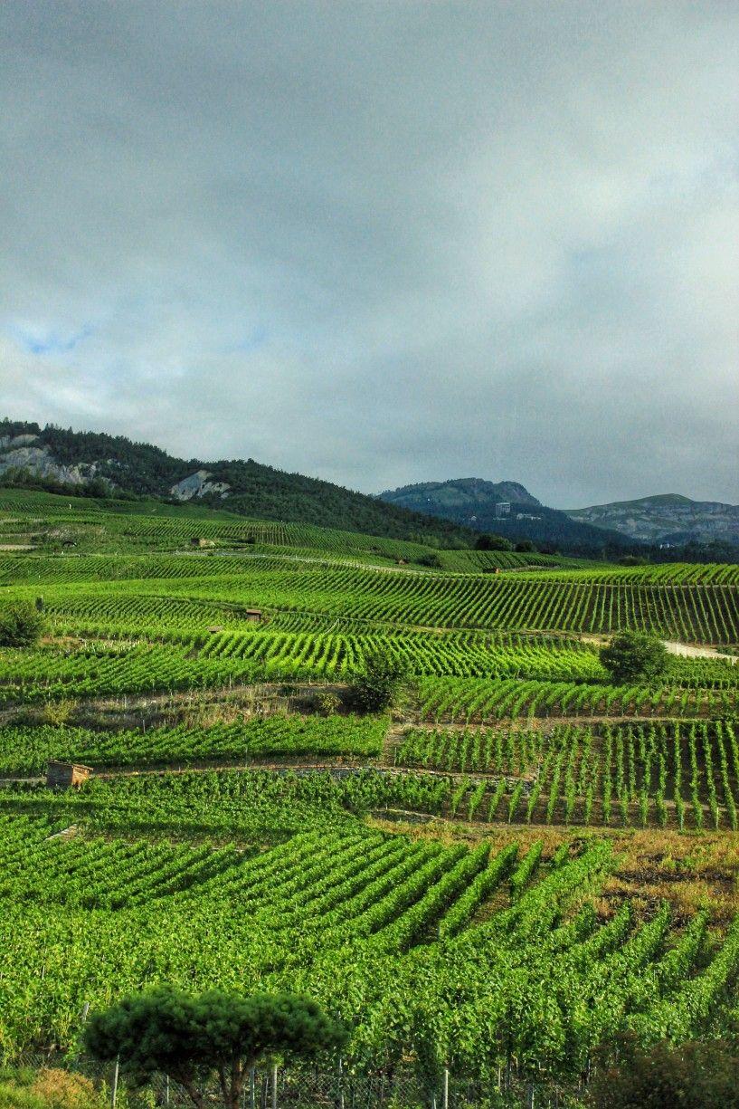 817x1225 Swiss Vineyards #phonebackground #wallpaper #landscapes #hd. Phone background, Landscape, Phone wallpaper
