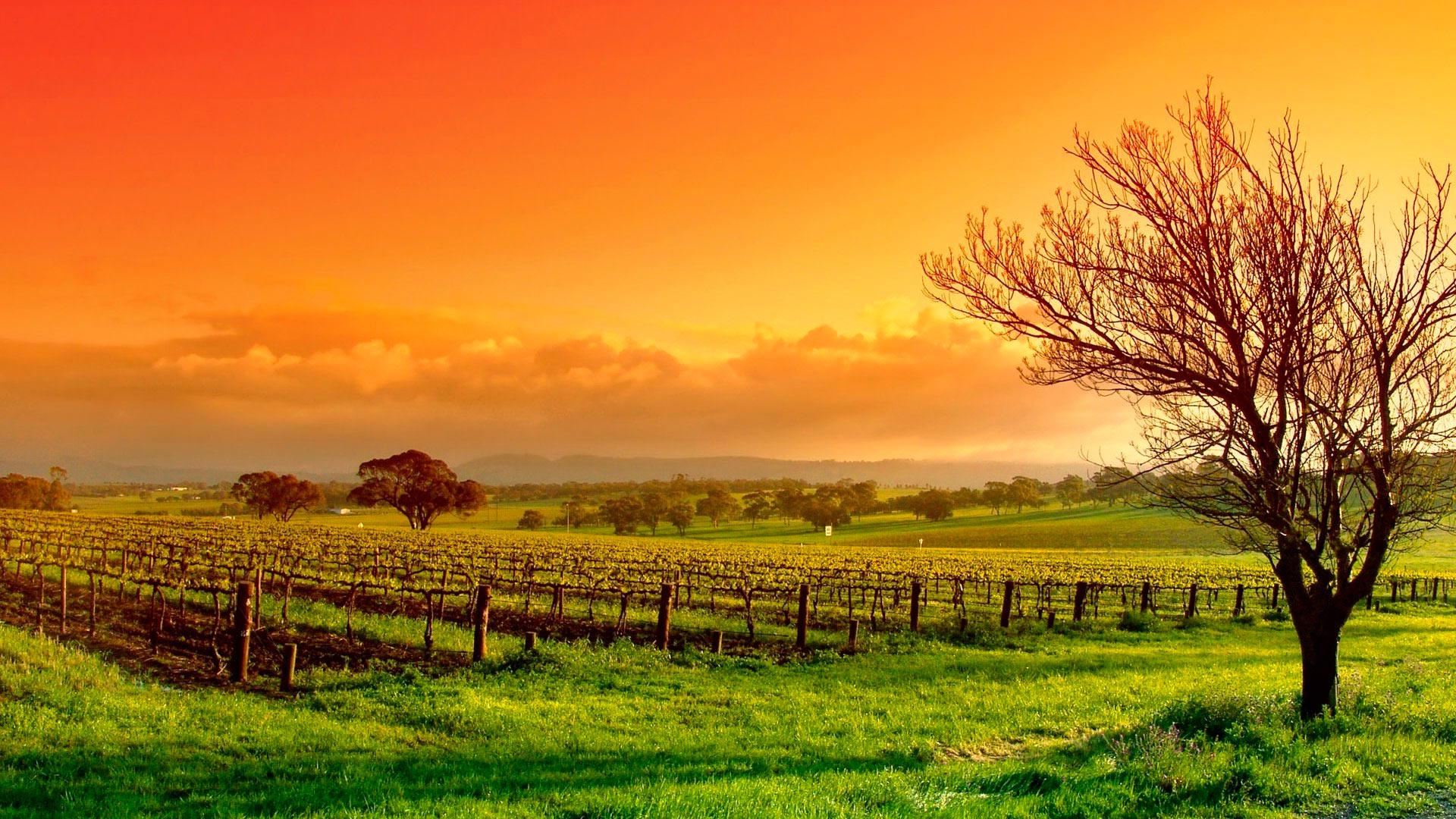 1920x1080 Vineyard Wallpaper