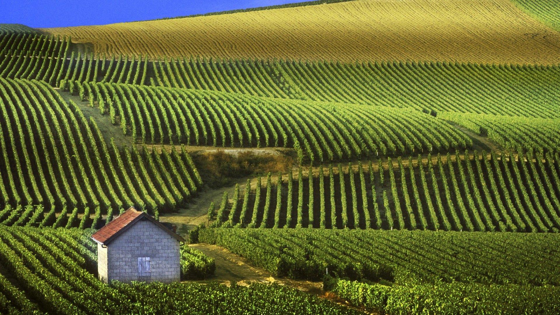 1920x1080 Wallpaper vineyard. Cool places to visit, Champagne region, Champagne france