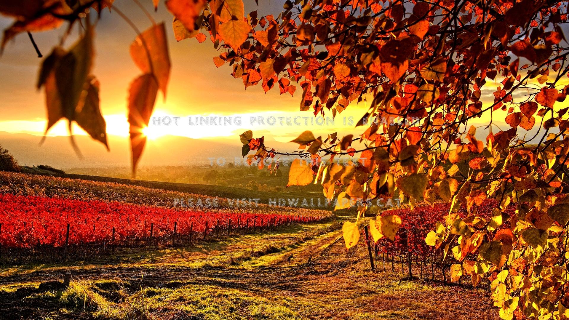 1920x1080 vineyard autumn seasons maurizio rellini