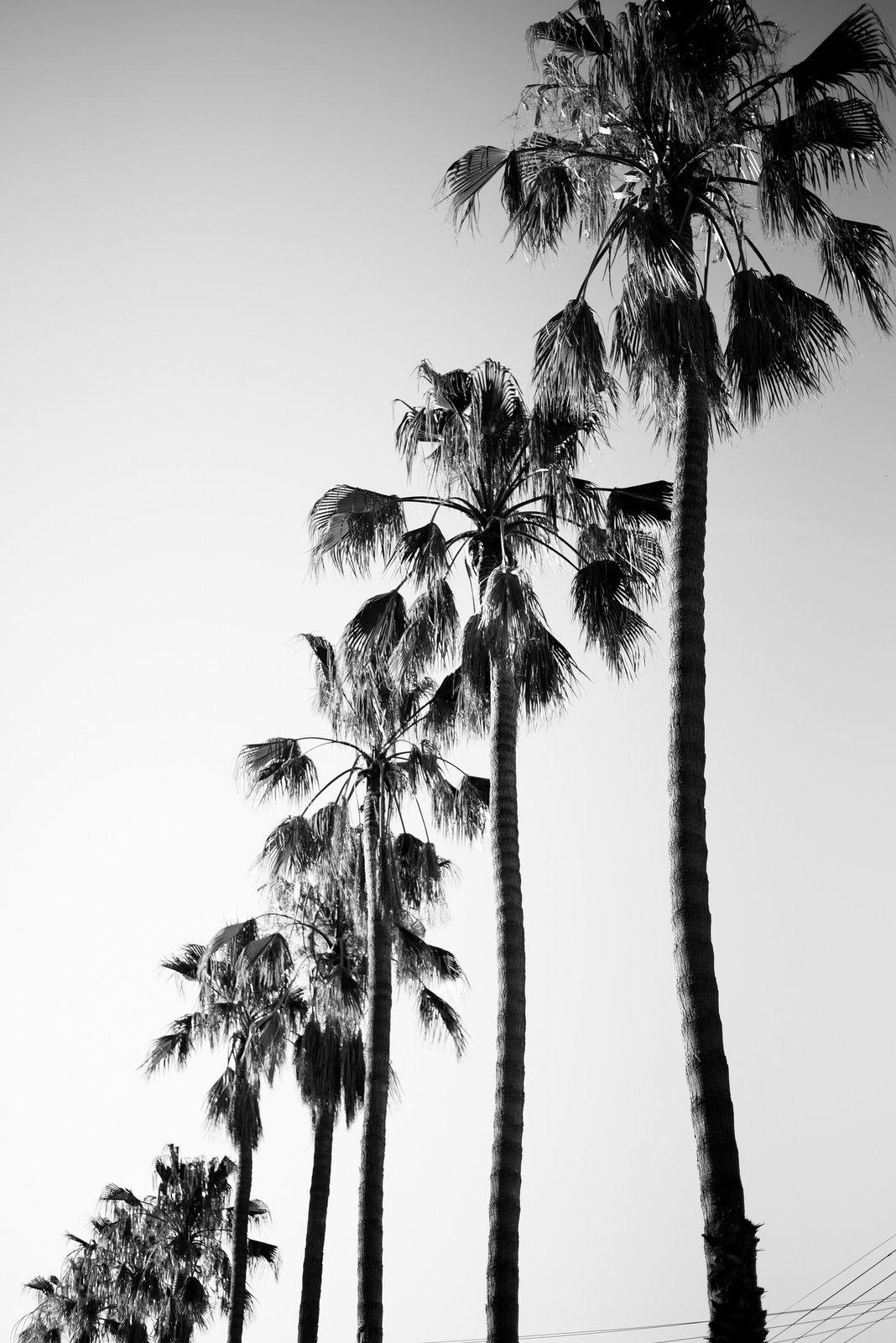 Black and White Palm Tree Wallpapers - Top Free Black and White Palm Tree  Backgrounds - WallpaperAccess