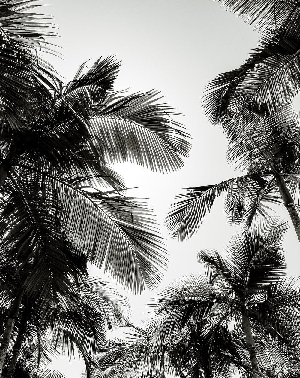 1000x1258 Palm Tree Picture [HD]. Download Free Image