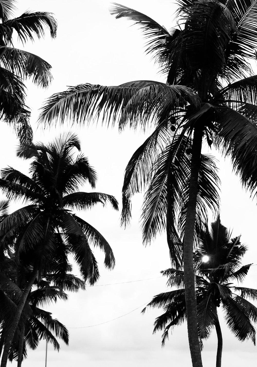 Black Palm Wallpapers - Top Free Black Palm Backgrounds - WallpaperAccess