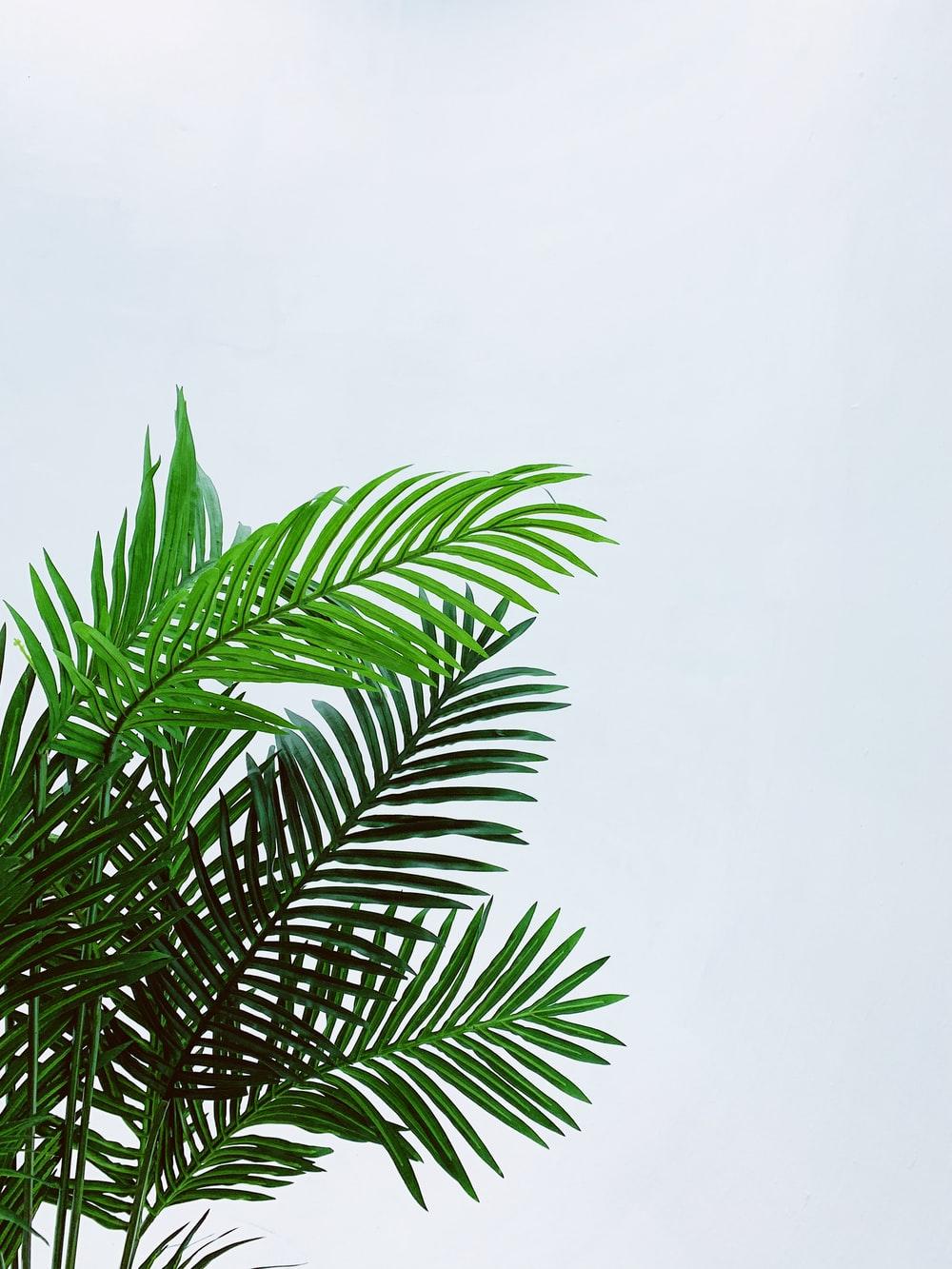1000x1333 Palm Leaf Picture [HD]. Download Free Image