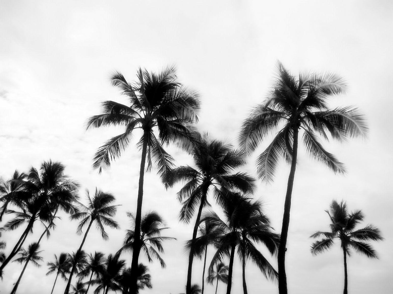 Black Palm Wallpapers - Top Free Black Palm Backgrounds - WallpaperAccess