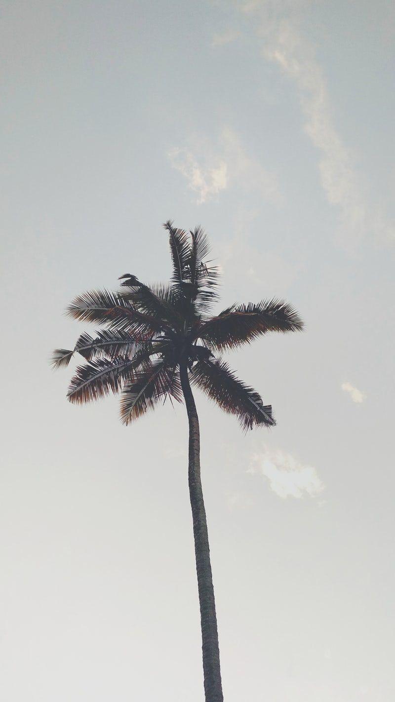 800x1422 coconut tree under gray sky. Tree wallpaper iphone, Palm trees wallpaper, Grey wallpaper iphone