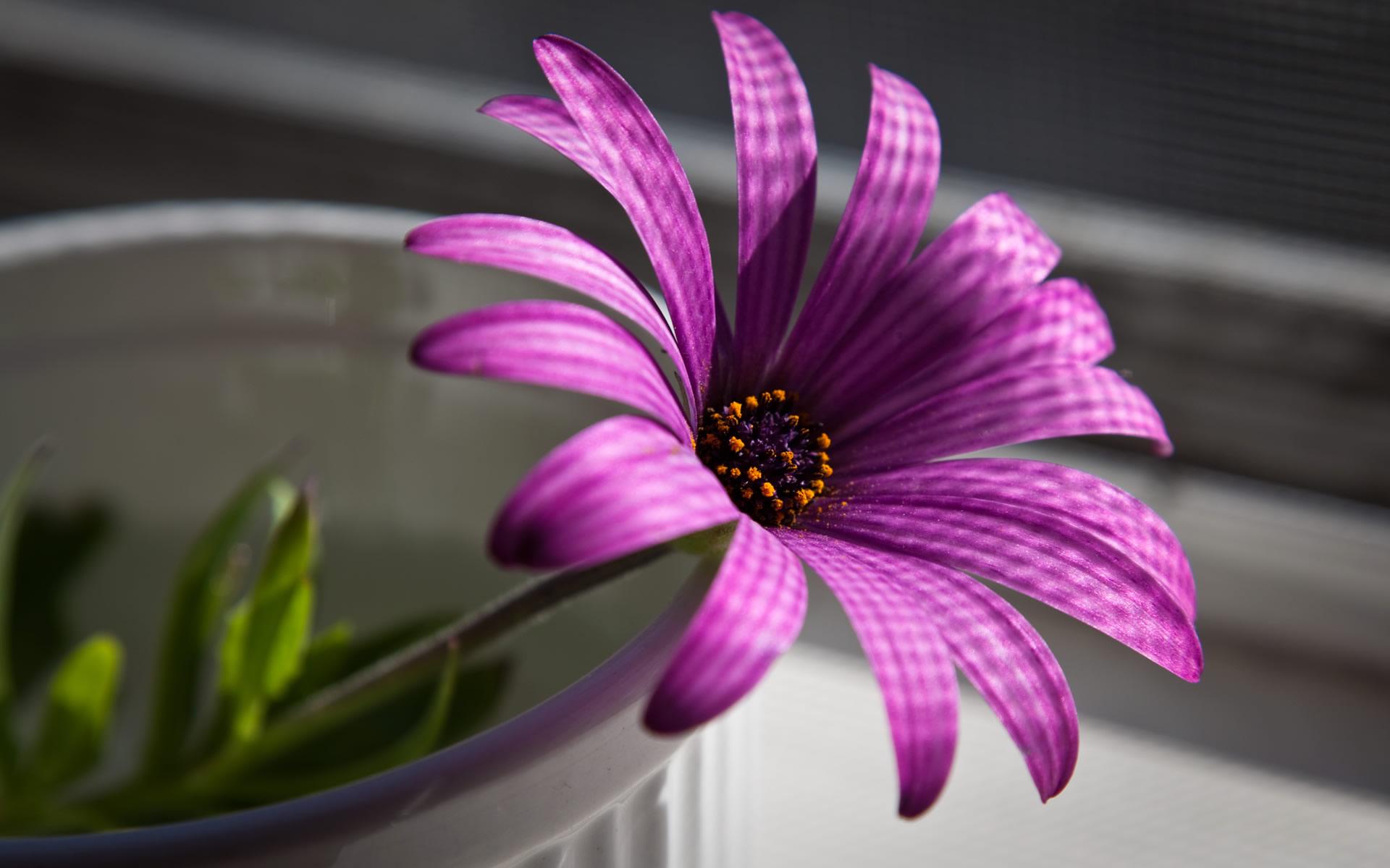 1920x1200 Purple Flower Purple