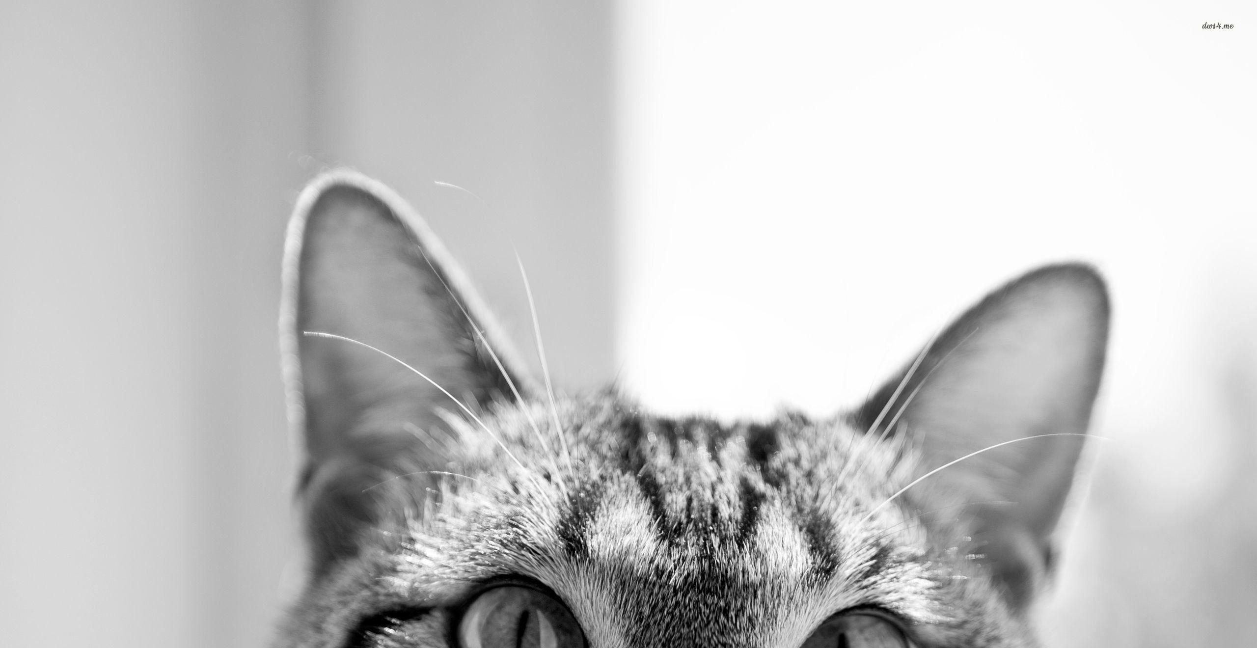2560x1320 Hình nền mèo Hipster Tumblr - Hình nền và nền cho mèo