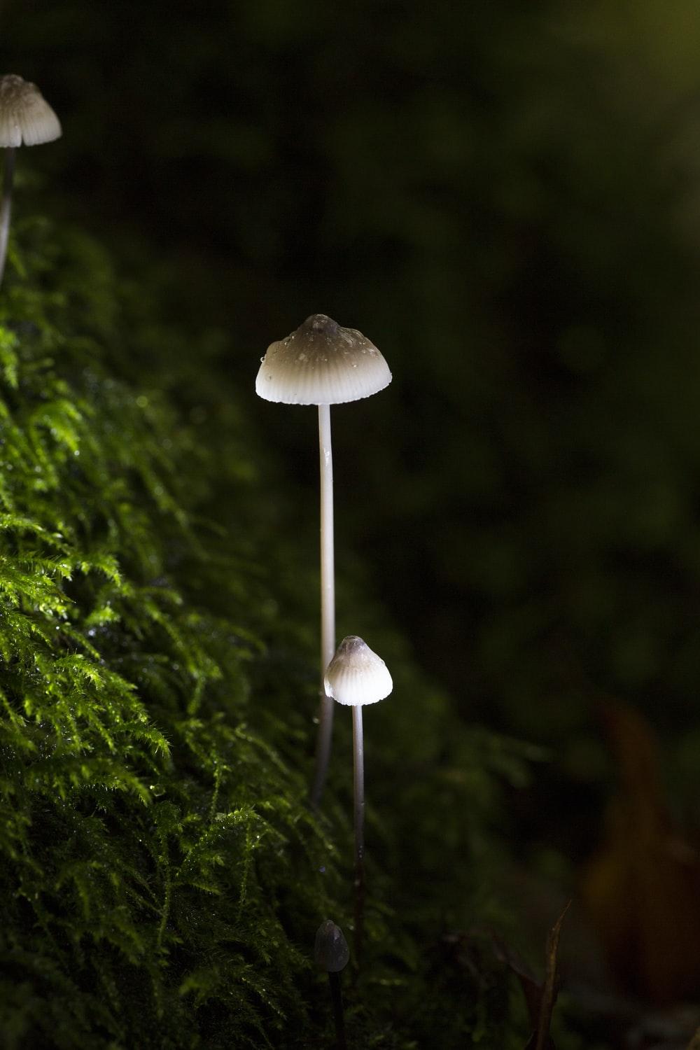 1000x1500 Magic Mushrooms Picture. Download Free Image