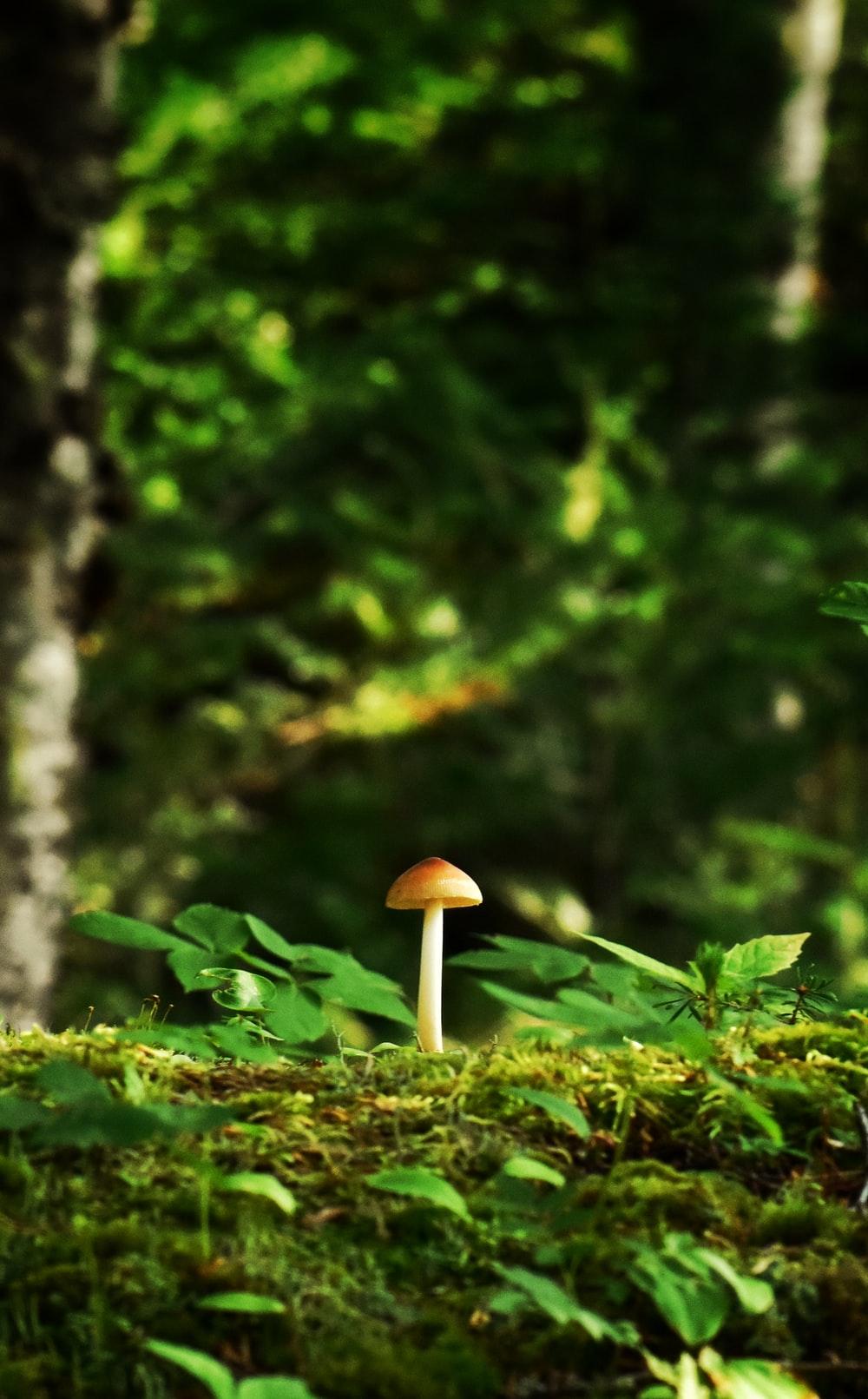 1000x1611 Magic Mushrooms Picture. Download Free Image