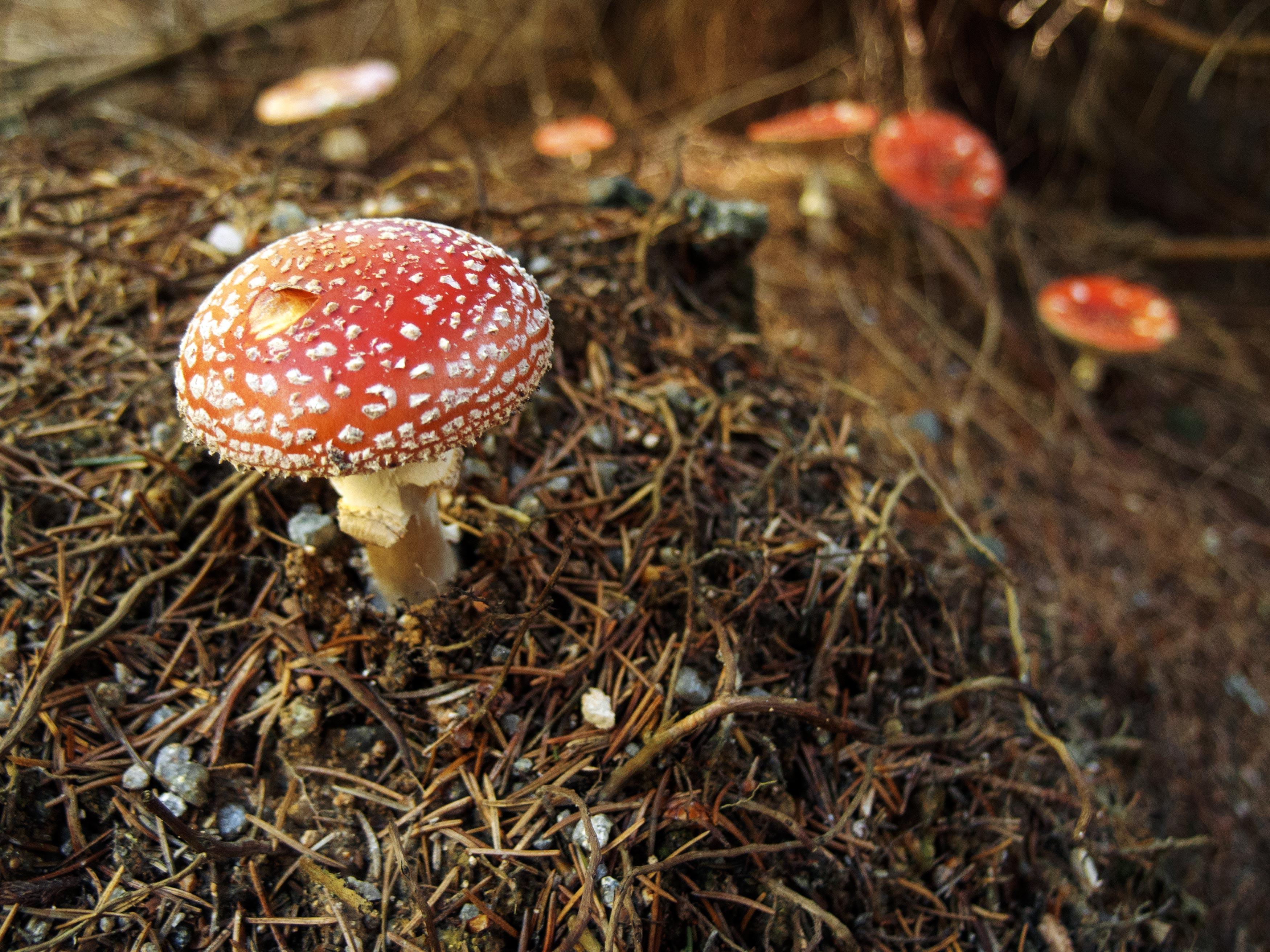 3500x2625 Magic Mushroom. Free