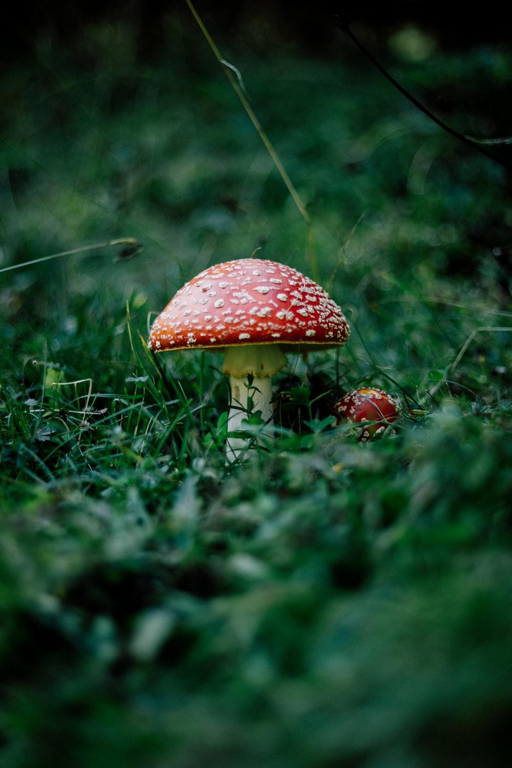 1000x1500 Magic Mushroom Picture. Download Free Image